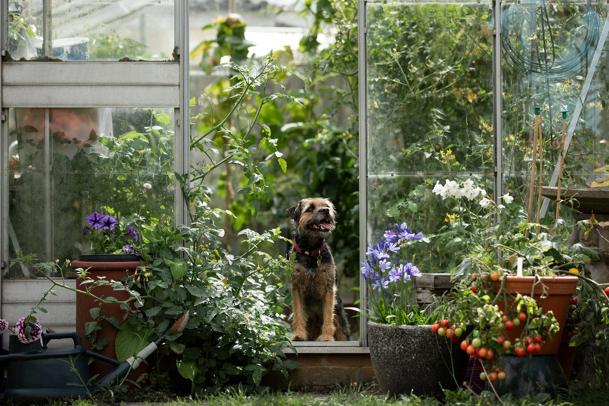 A happy dog sitting at the entrance of a greenhouse surrounded by flowering plants, including purple and white flowers, with gardening tools and pots nearby.