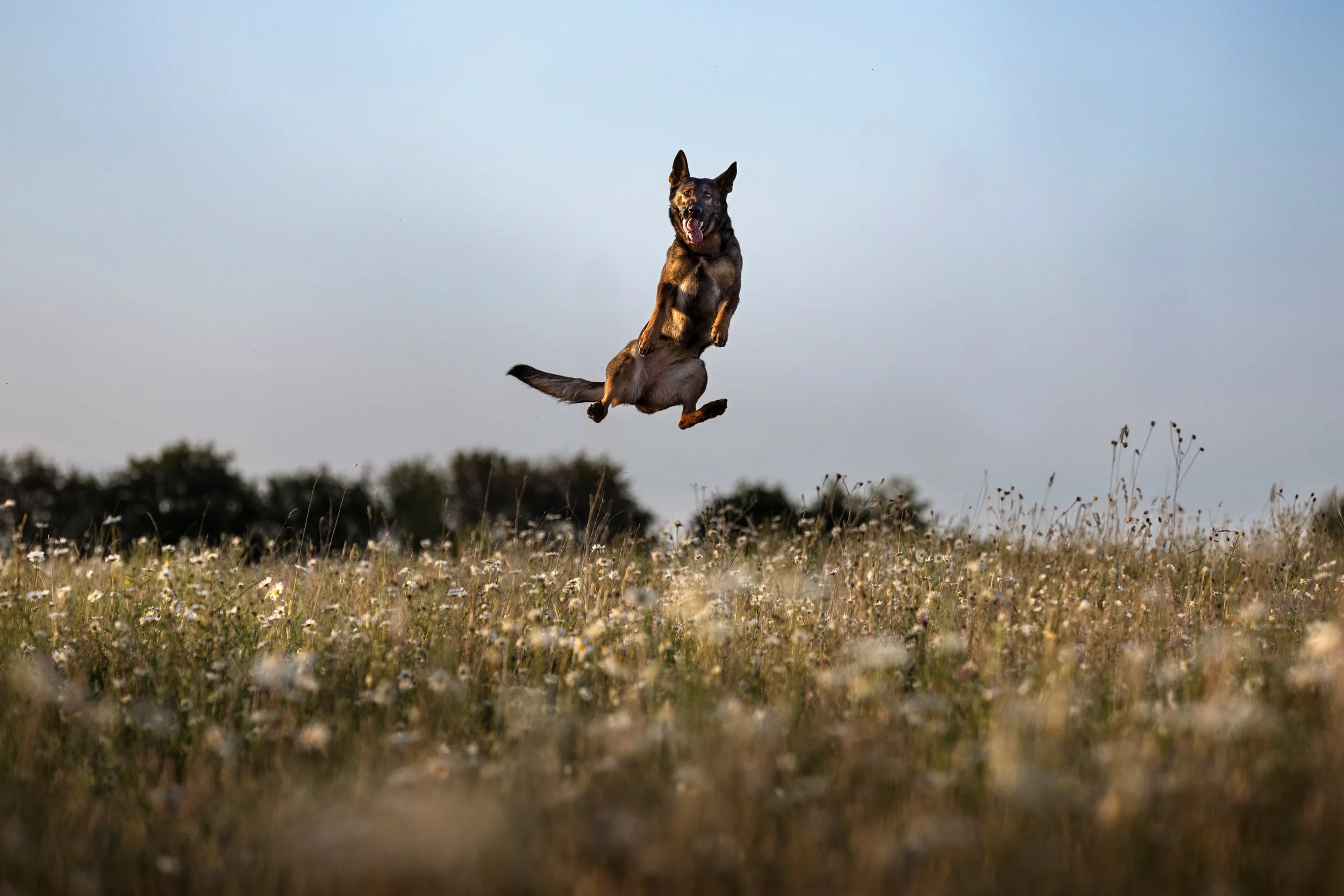 Dog jumping in a grassy field with wildflowers under a cloudy sky.