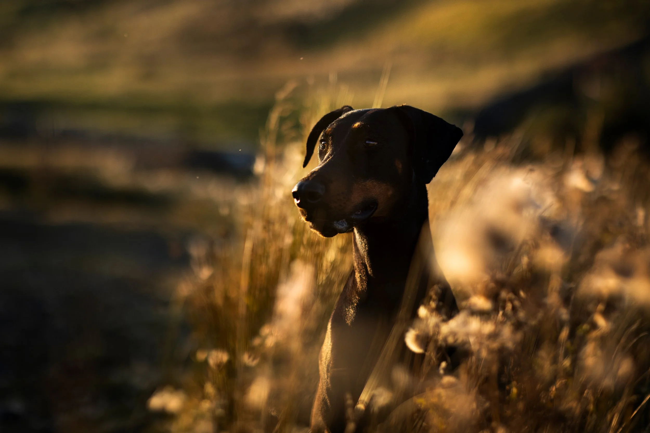 A black and brown dog sitting in tall grass during sunset or sunrise, with warm golden lighting.