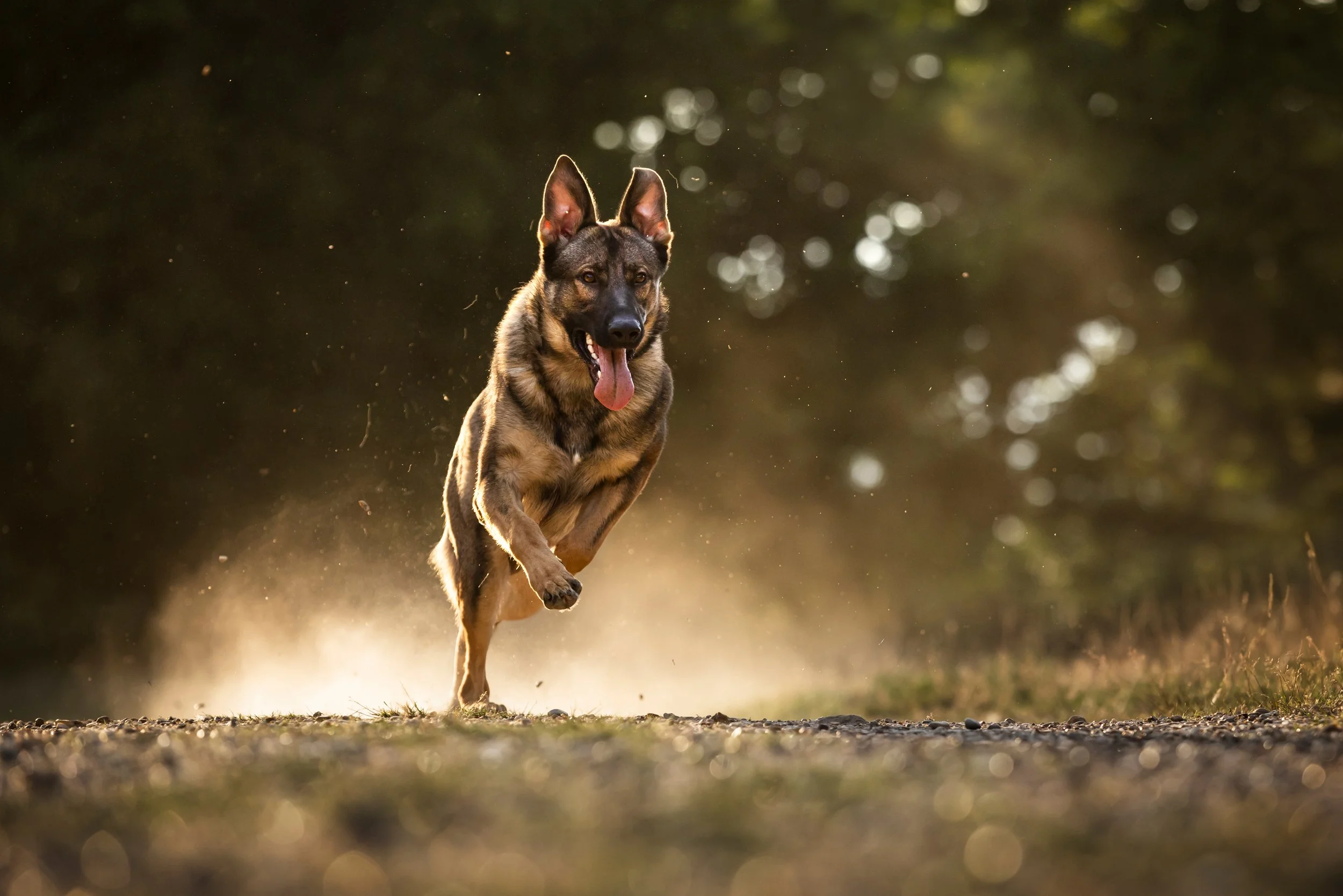 A dog running on a dirt path at sunset with a blurred background of trees.