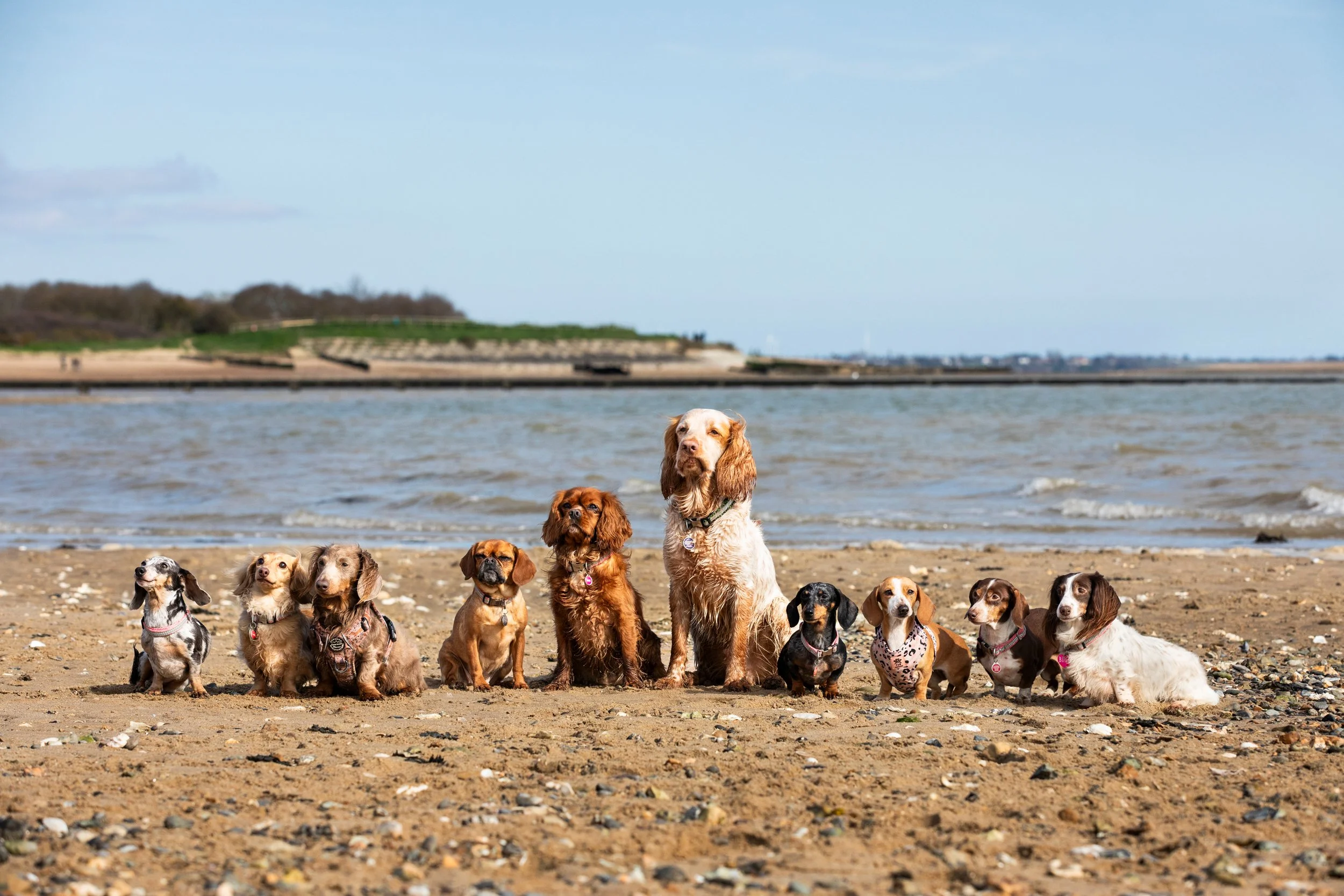 Group of eleven dogs of various breeds and sizes sitting on a sandy beach near the water with land and blue sky in the background.