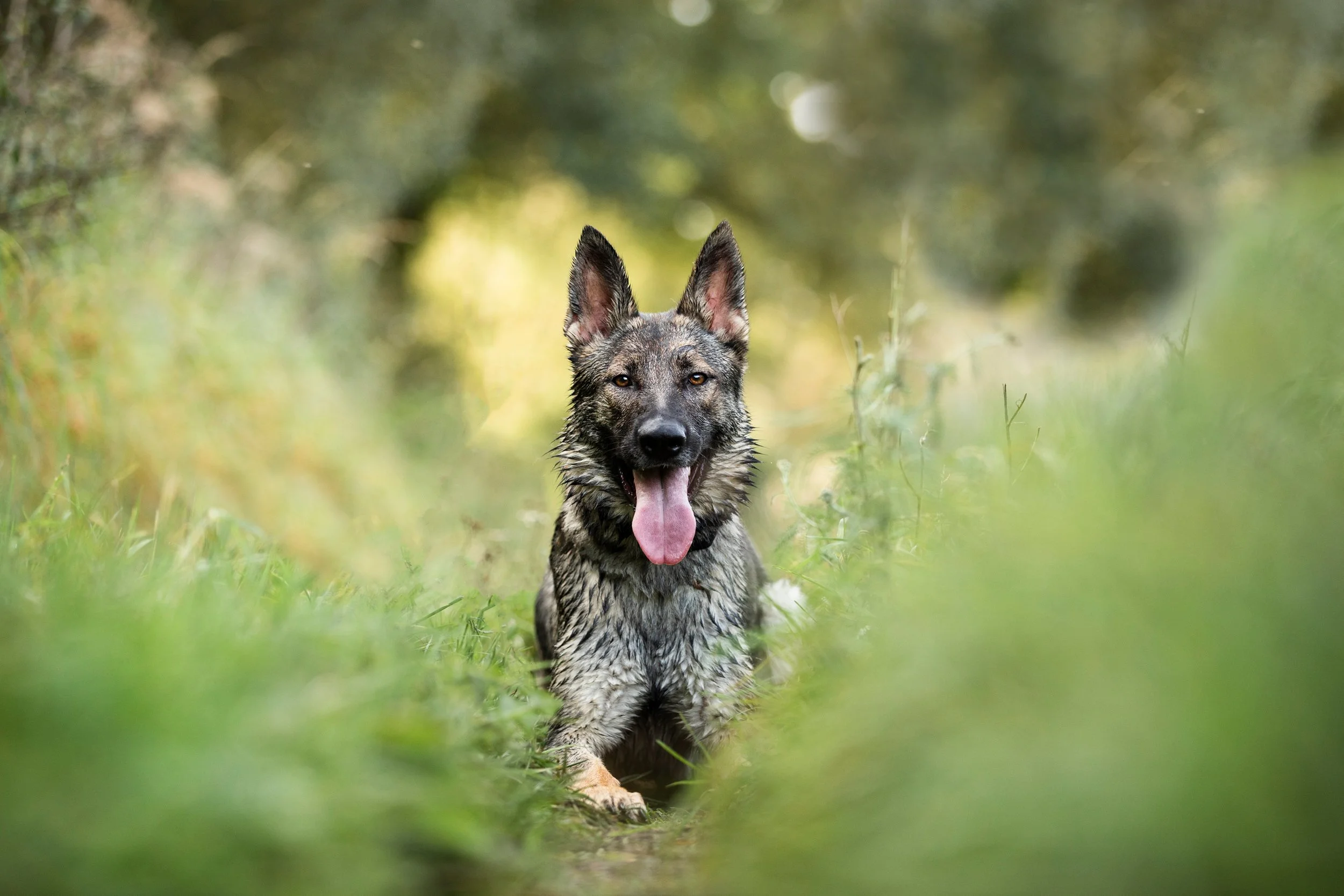 A wet, German Shepherd dog with its tongue out, walking through grass in a wooded area with blurred green foliage in the background.