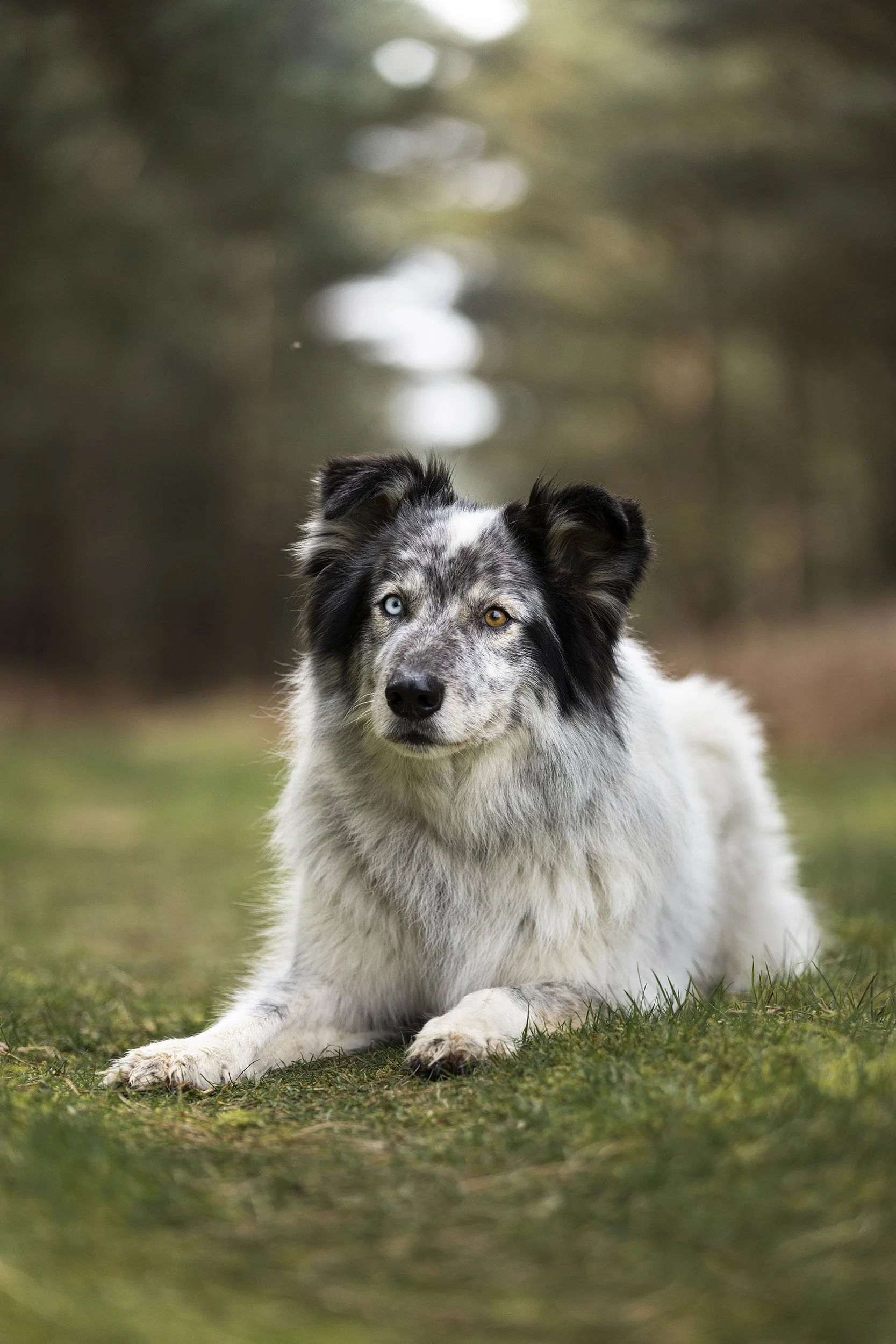 A dog lying on the grass in an outdoor setting with trees in the background.