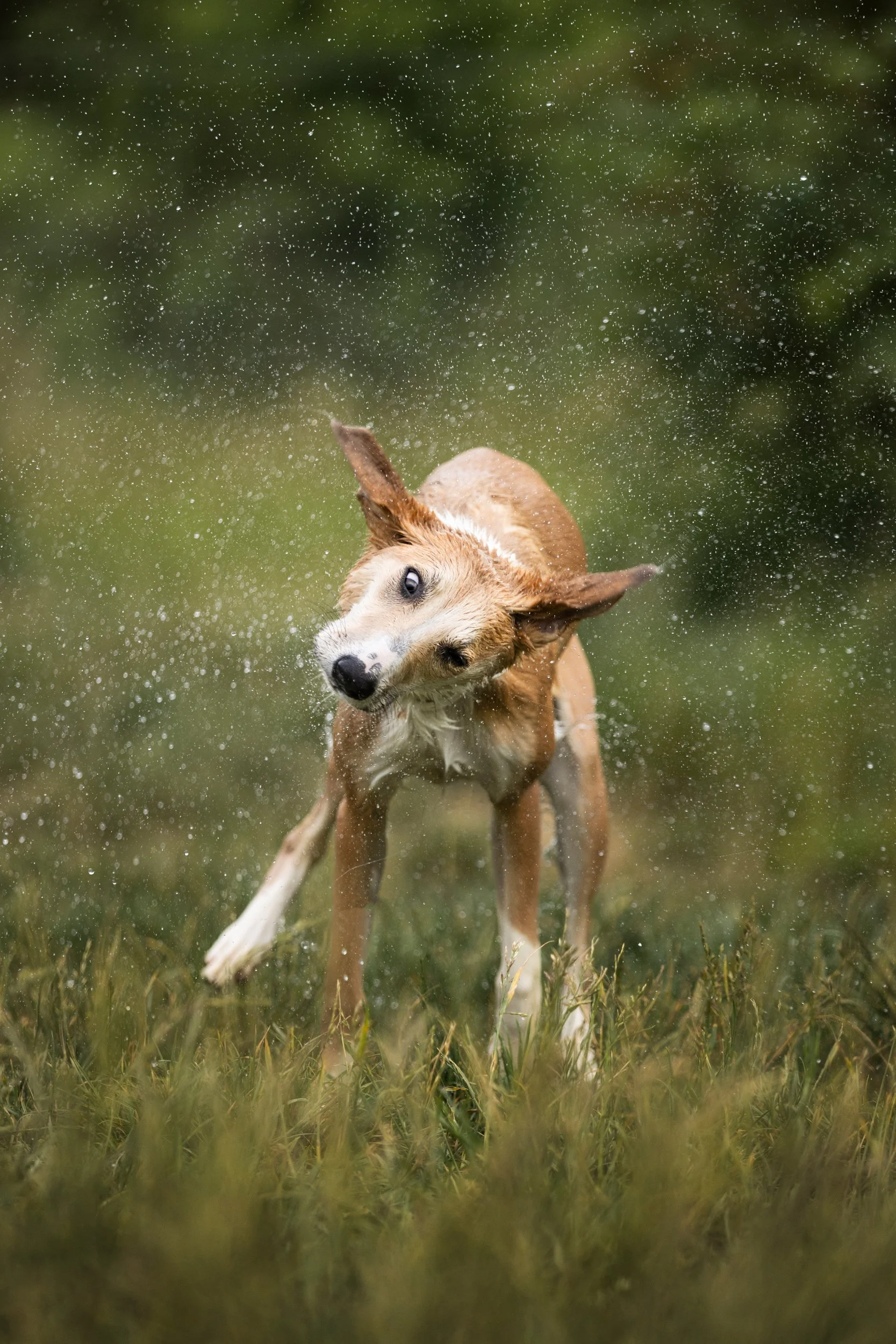 A dog playing in the rain, shaking off water on a grassy field with a blurred green background.