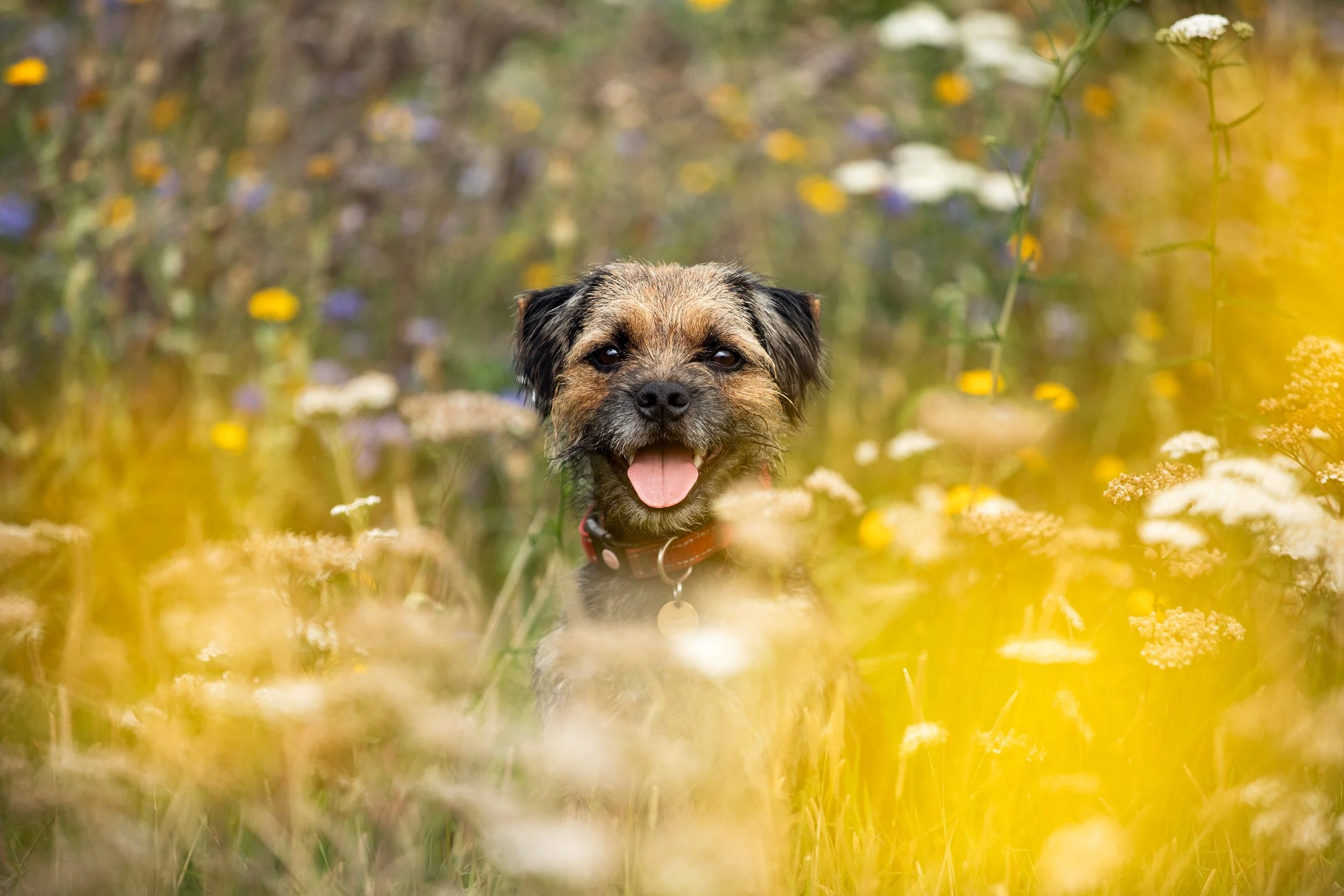 A happy dog with a collar, standing in a field of wildflowers with a blurred background.