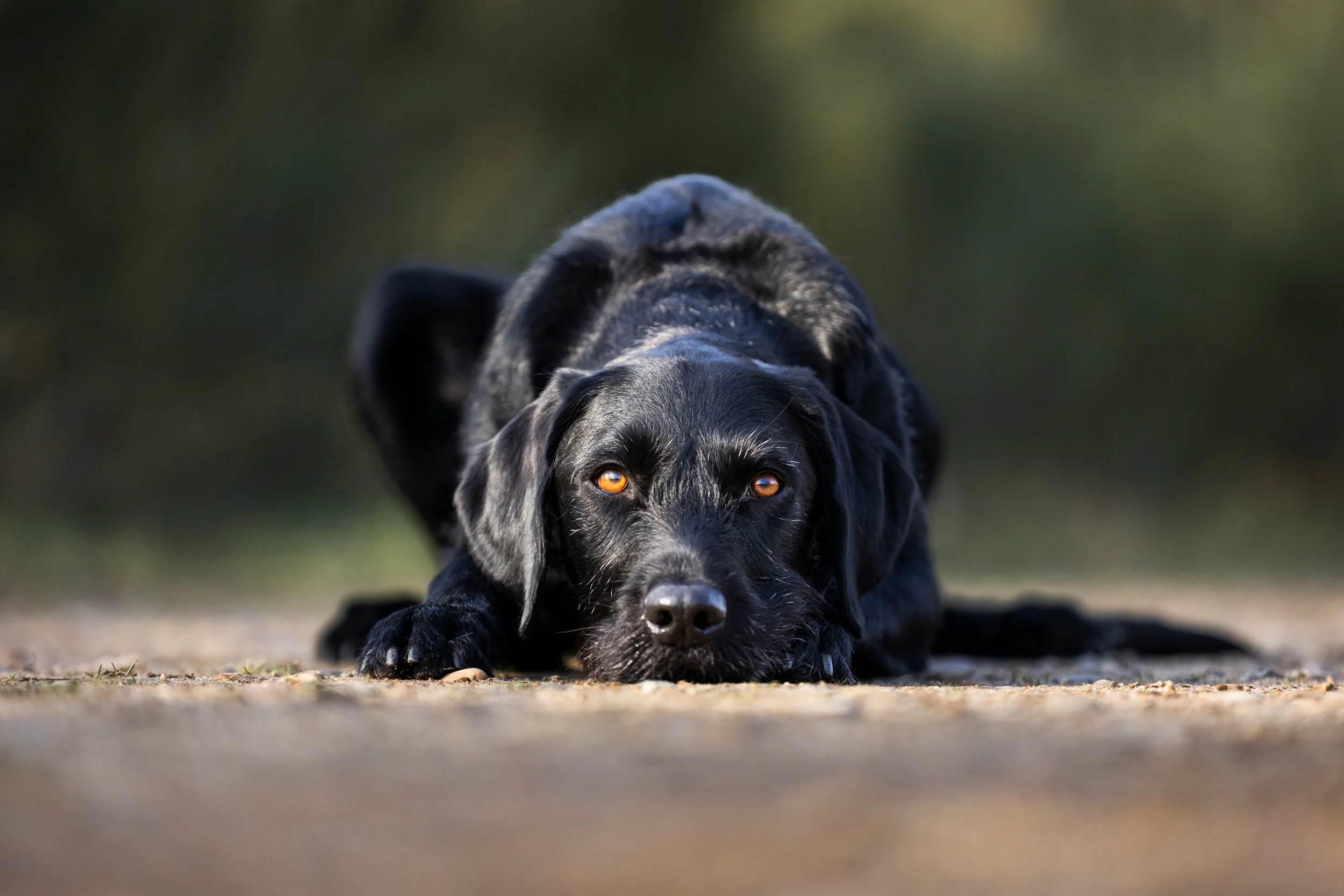 Black dog lying flat on ground, looking directly at camera with amber eyes.