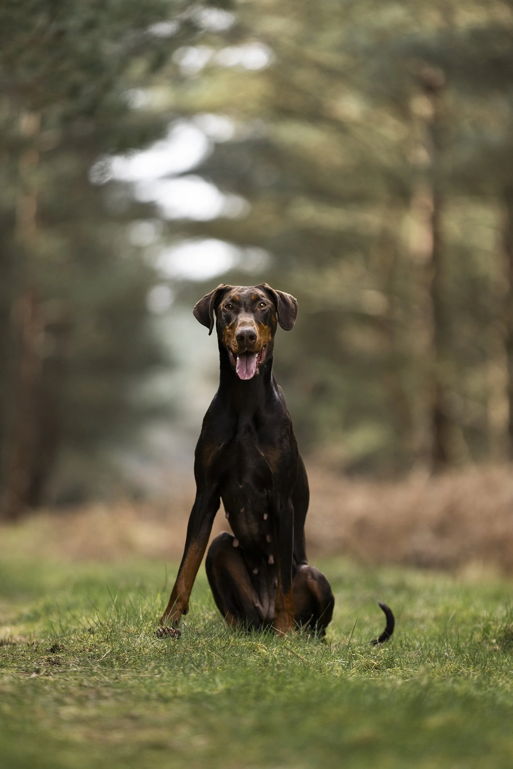 A black and tan dog, likely a Doberman, sitting on grass in a forested area with blurred trees in the background.