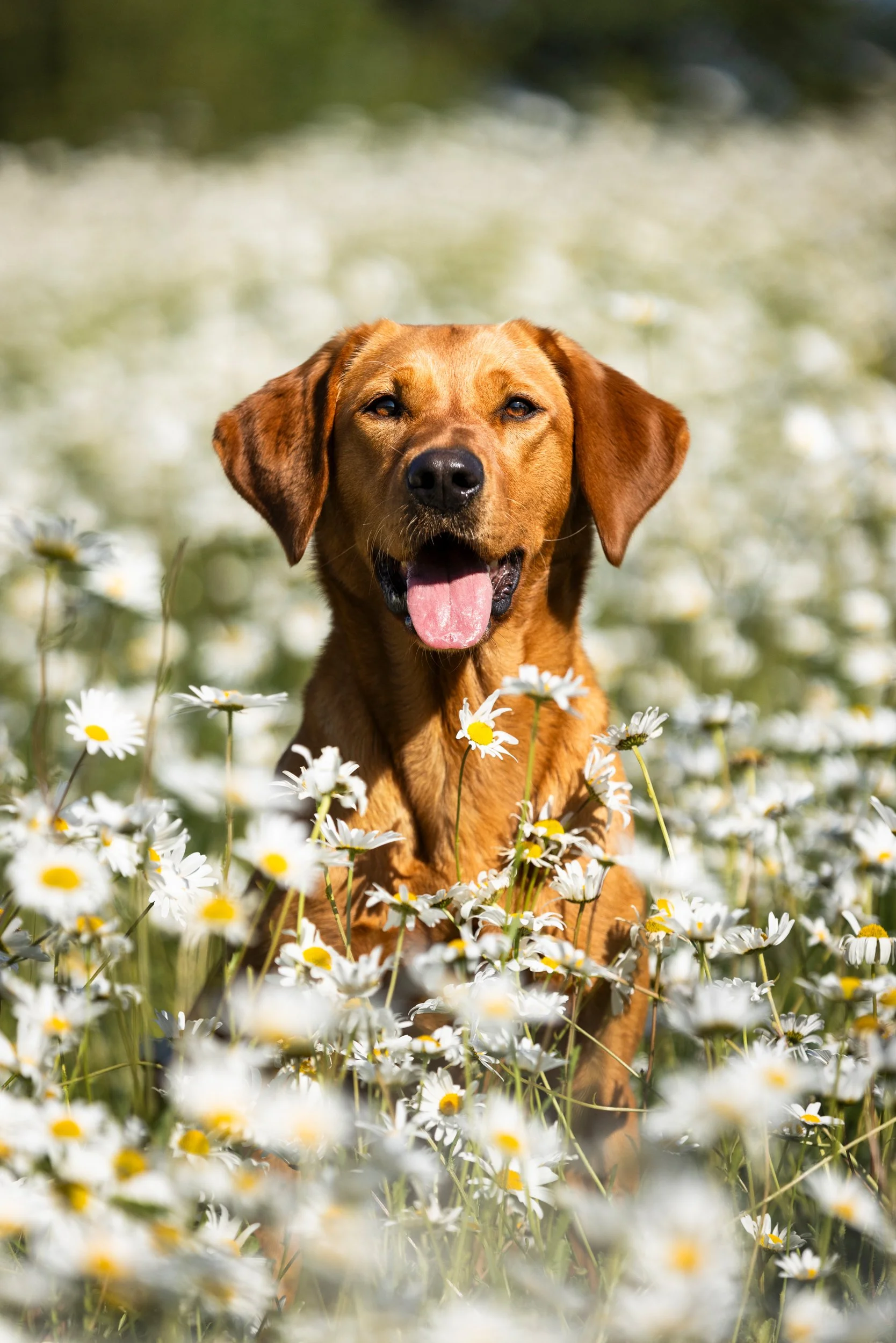 A brown dog sitting in a field of white daisies with a happy expression.