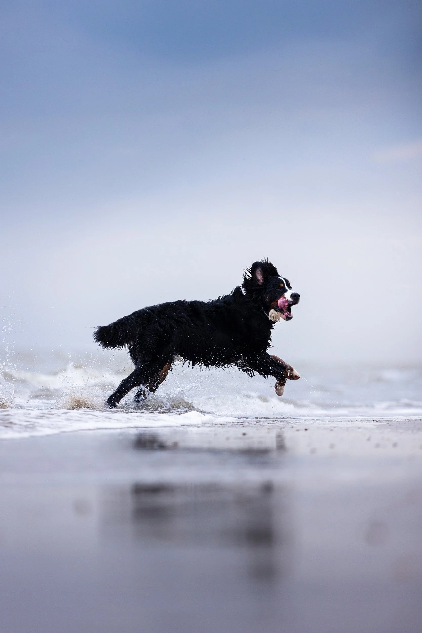 A Bernese Mountain Dog playing and running in the shallow surf at the beach.