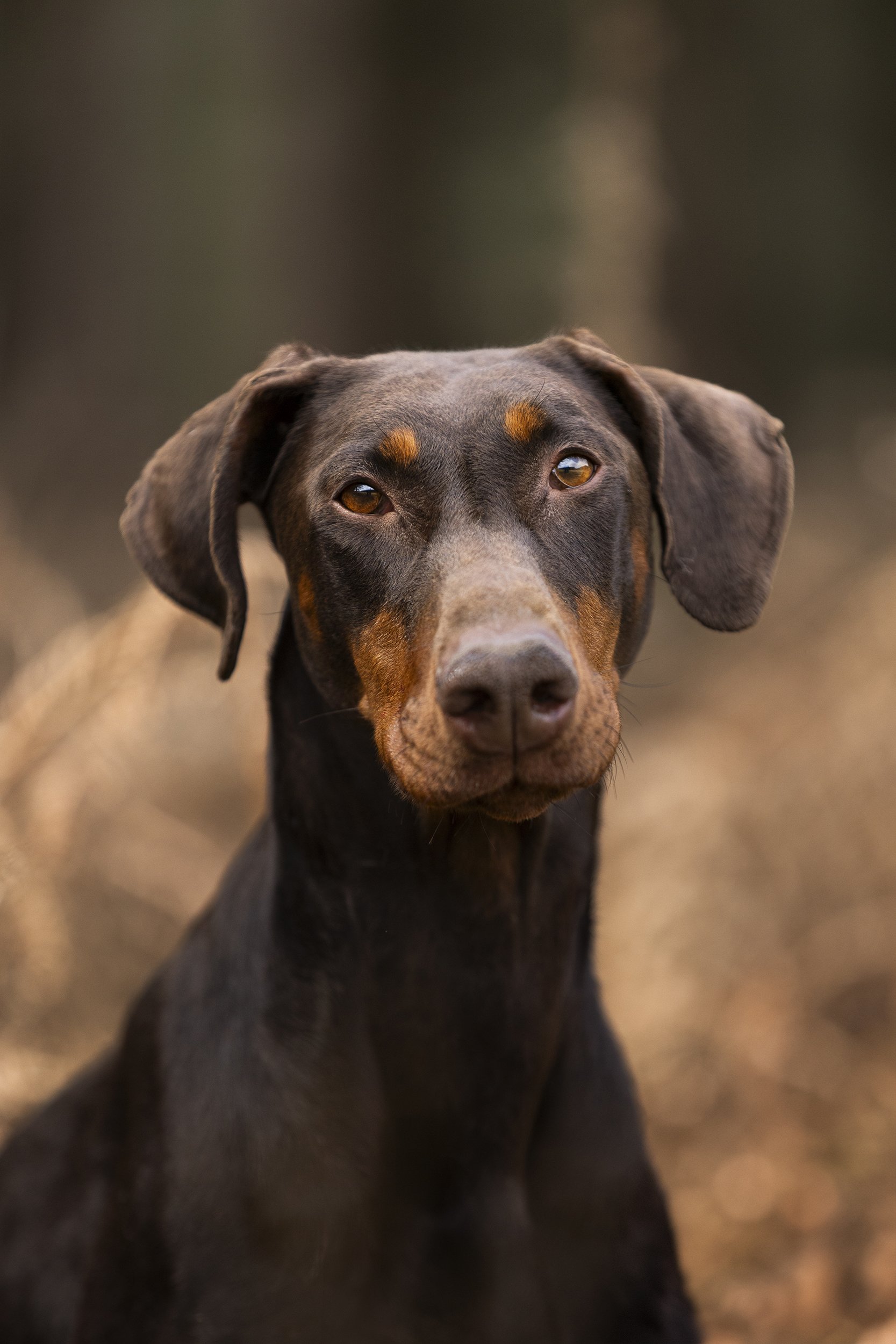 Close-up of a Doberman dog with a dark brown and tan coat, looking directly at the camera outdoors.