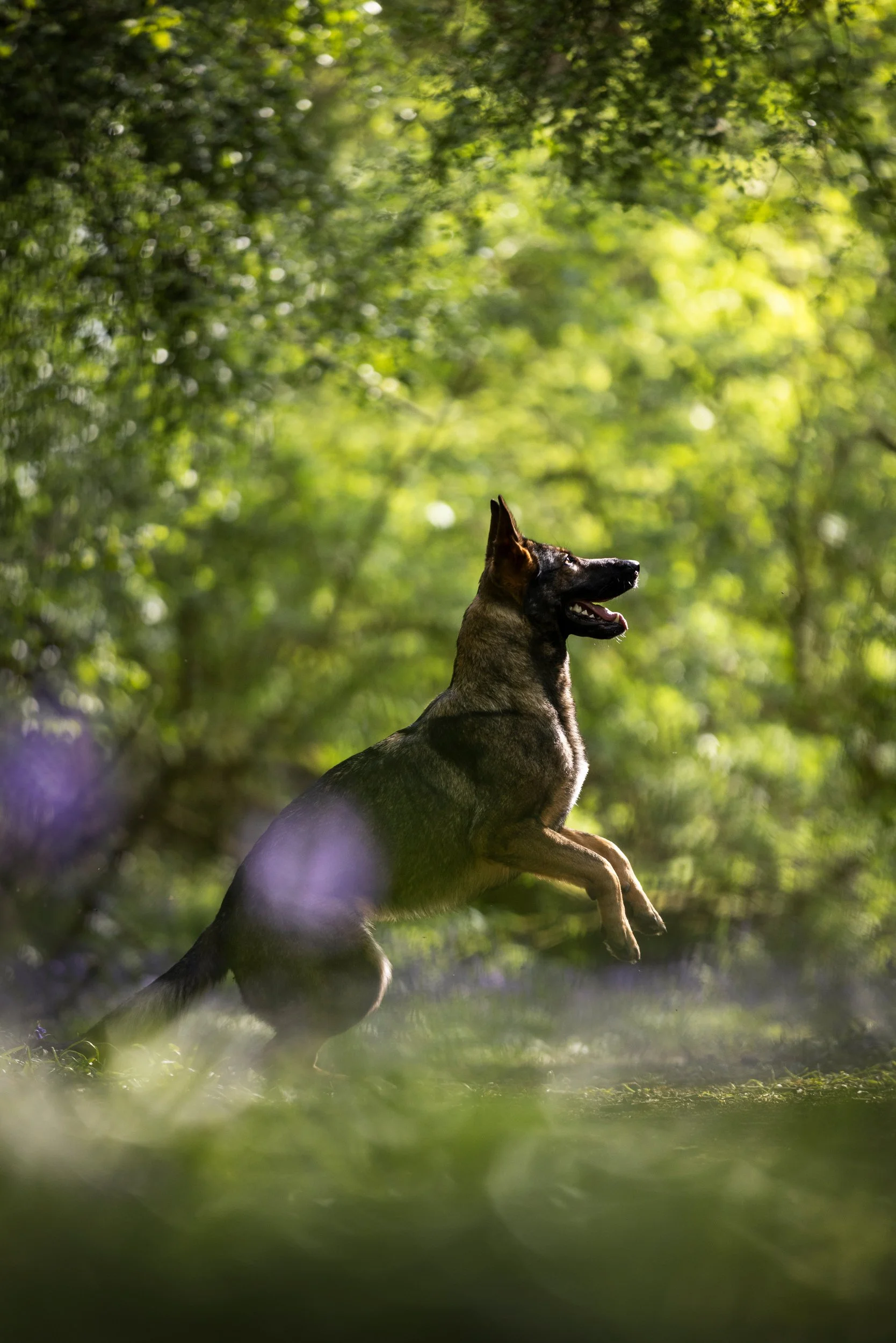 A Belgian Malinois dog jumping in a forest with lush green trees and blurred purple flowers in the foreground.