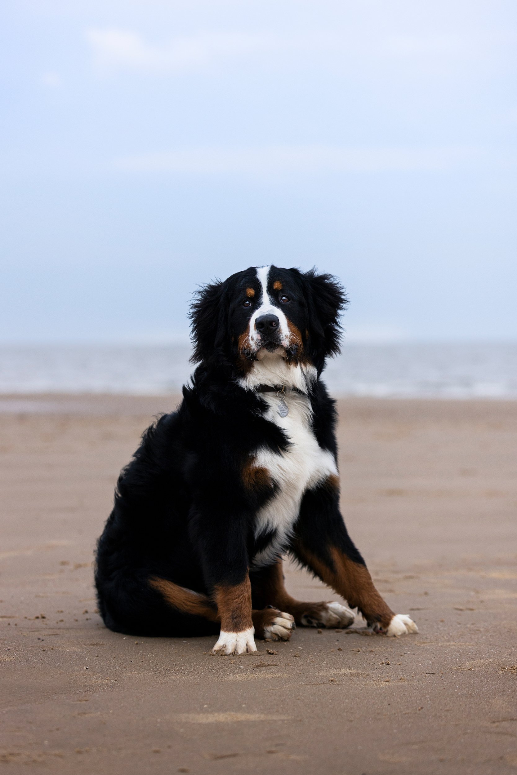 A Bernese Mountain dog sitting on a sandy beach with the ocean and sky in the background.