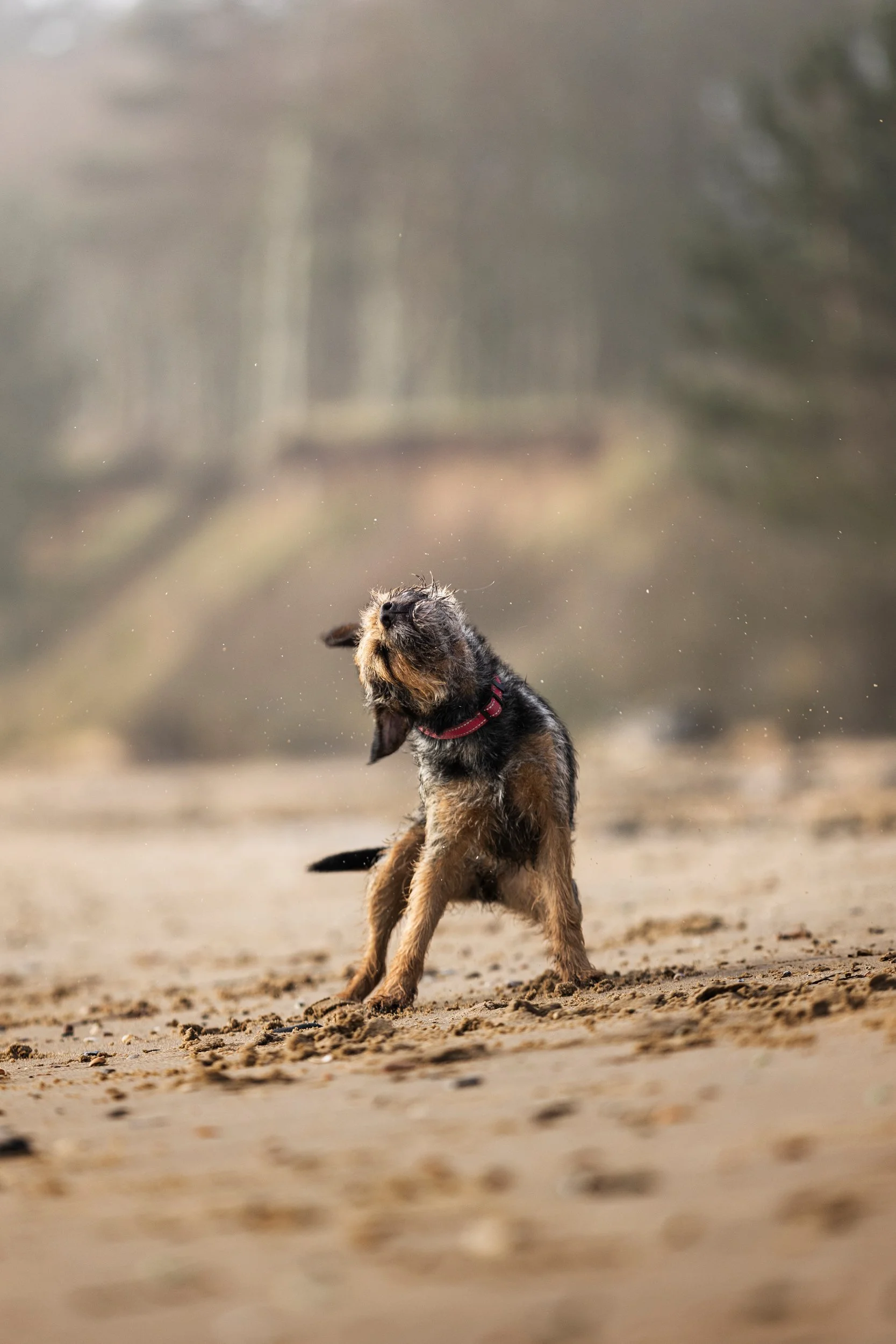 A small dog scratching its neck on a sandy beach with trees in the background.