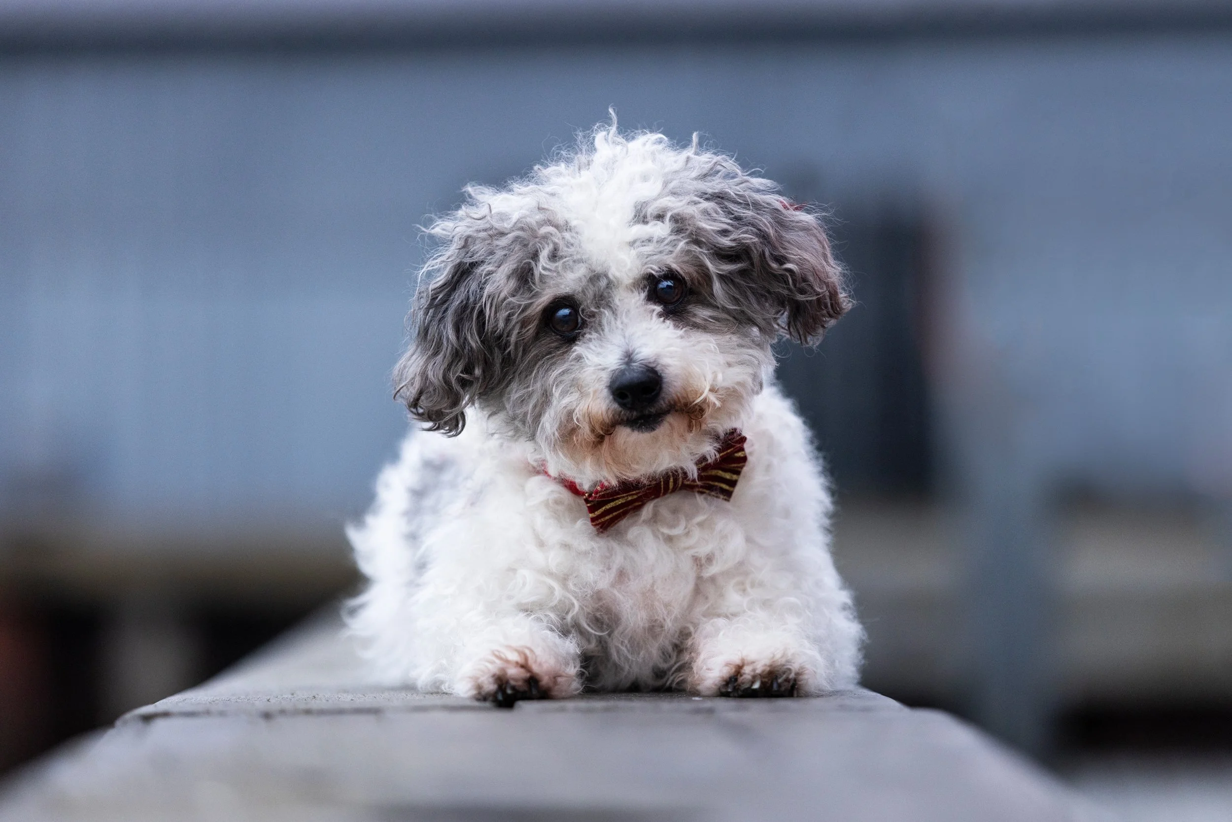 A small adorable dog with curly gray and white fur and brown eyes, wearing a red and yellow striped bowtie, sitting on a wooden surface with a blurred gray background.