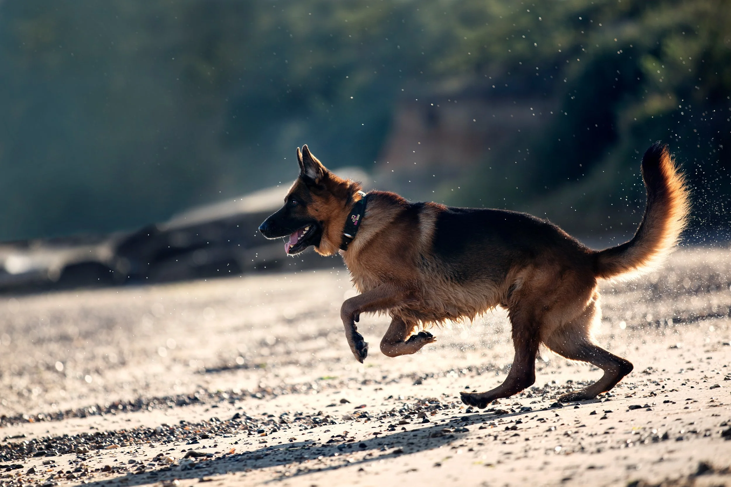 A German Shepherd dog running on a sandy beach with water spraying behind it.