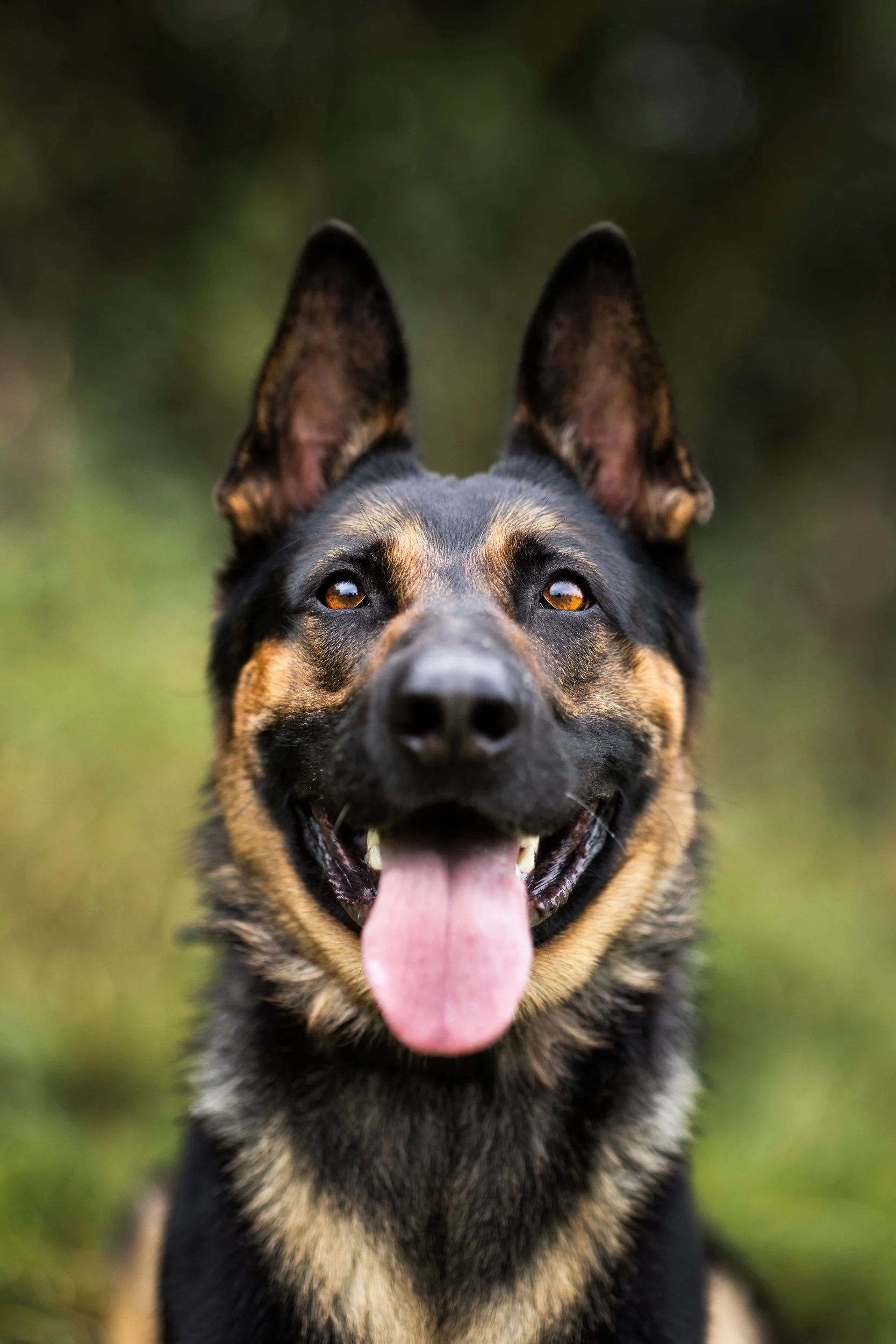 Close-up of a happy German Shepherd dog with its tongue out, standing outdoors with a blurred green background.