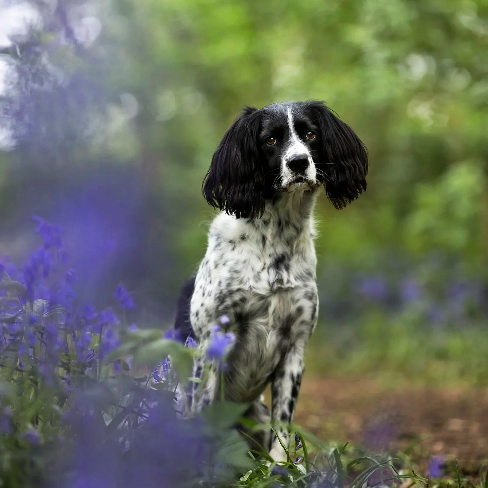 A black and white Spaniel sitting outdoors among purple flowers and green foliage.