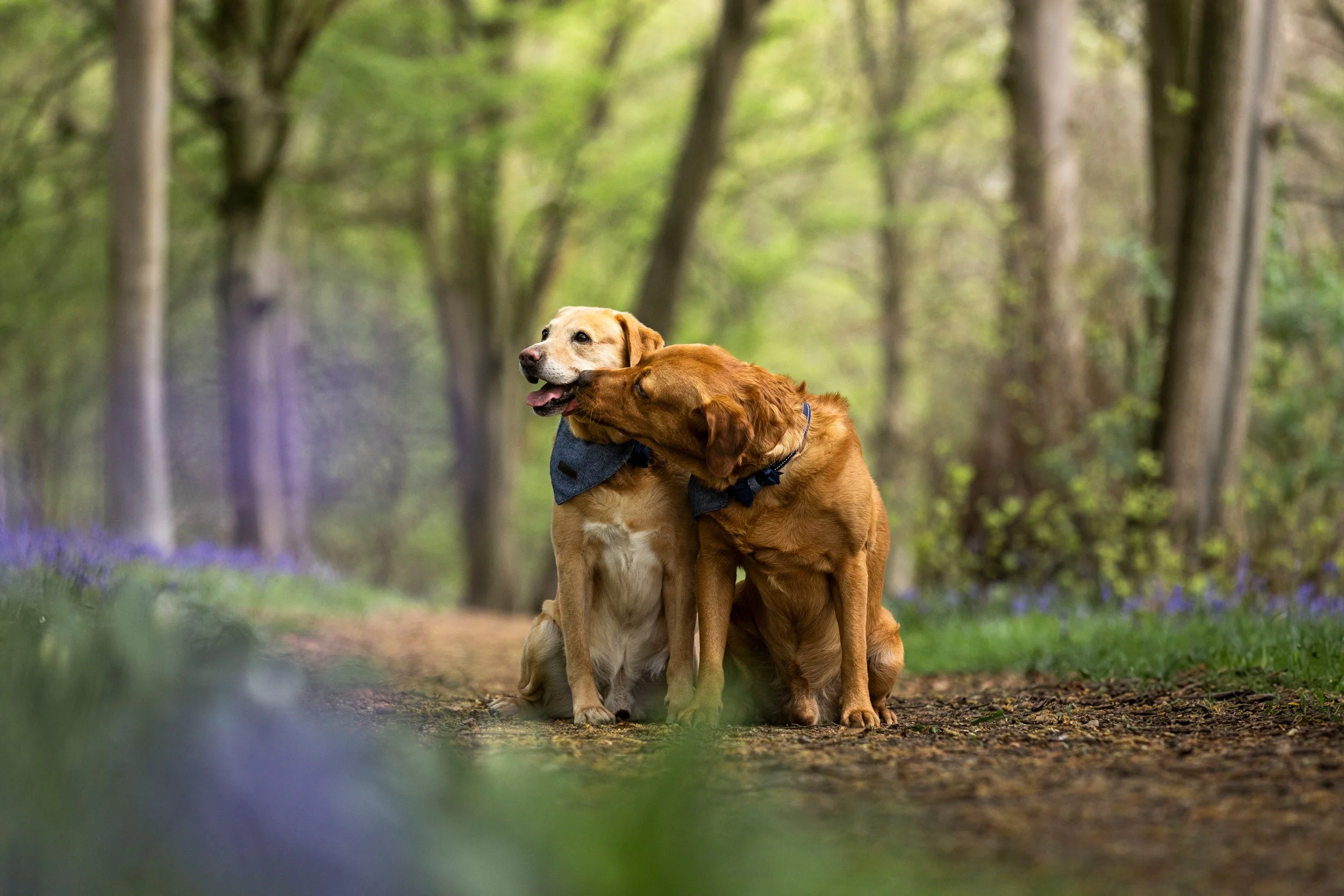 Two labradors sitting in a forest, one licking the other on the face, surrounded by green trees and foliage.