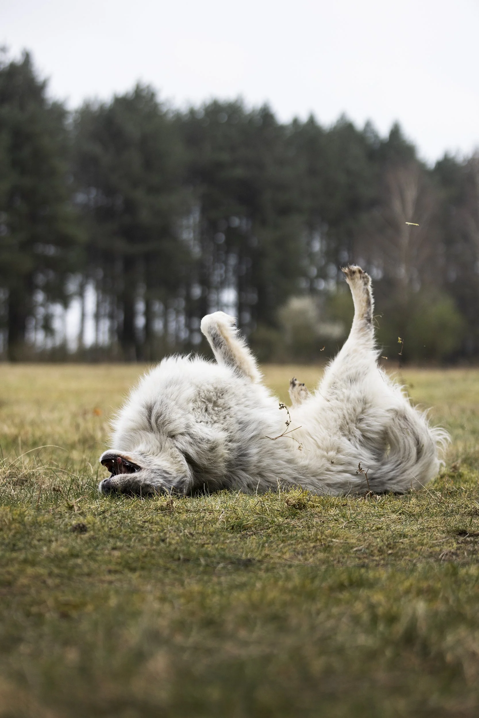 A fluffy white dog lying on its back on the grass, playing and rolling around in a field with dry grass and trees in the background.