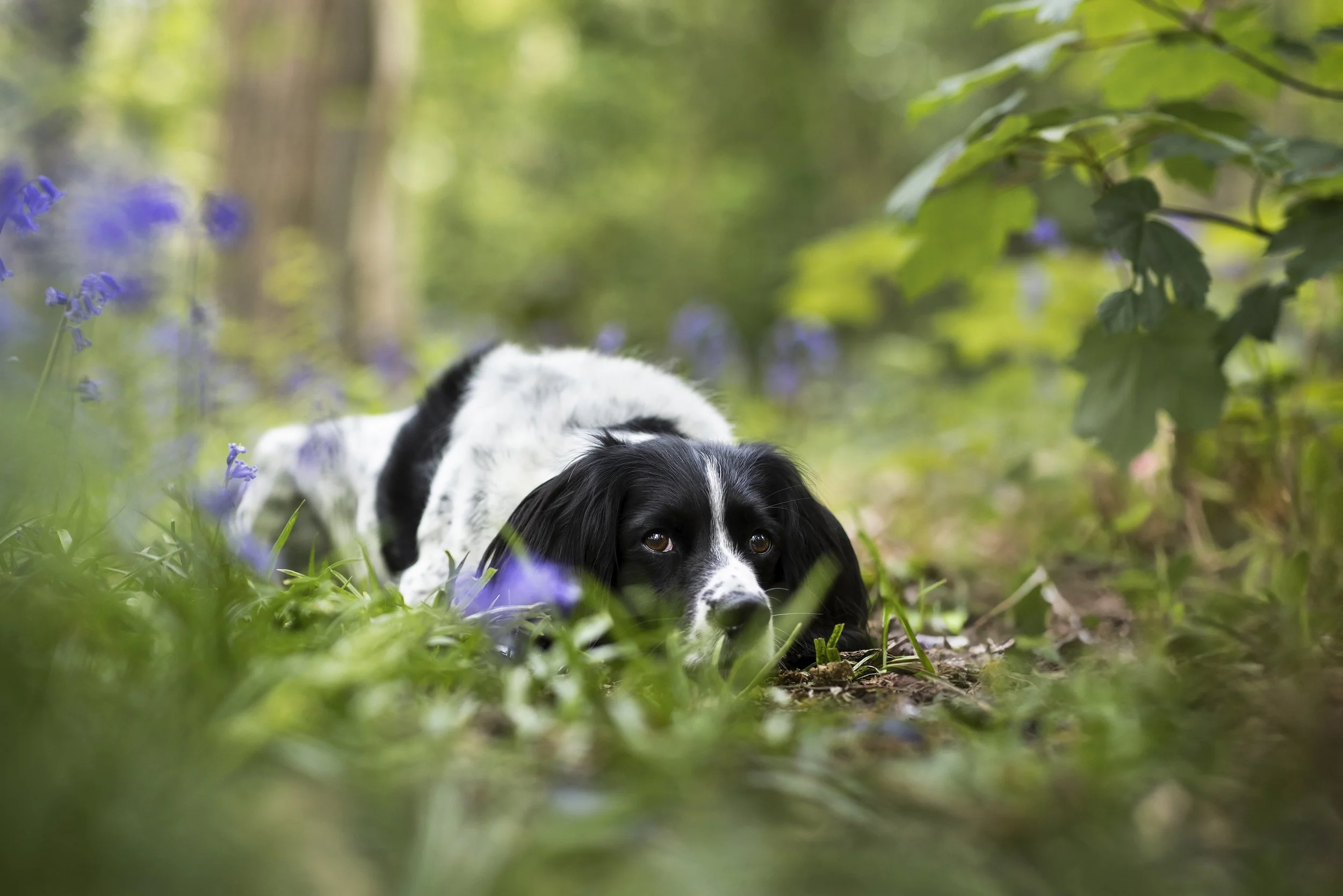 A black and white dog lying low on the ground in a forest with green foliage and purple flowers.