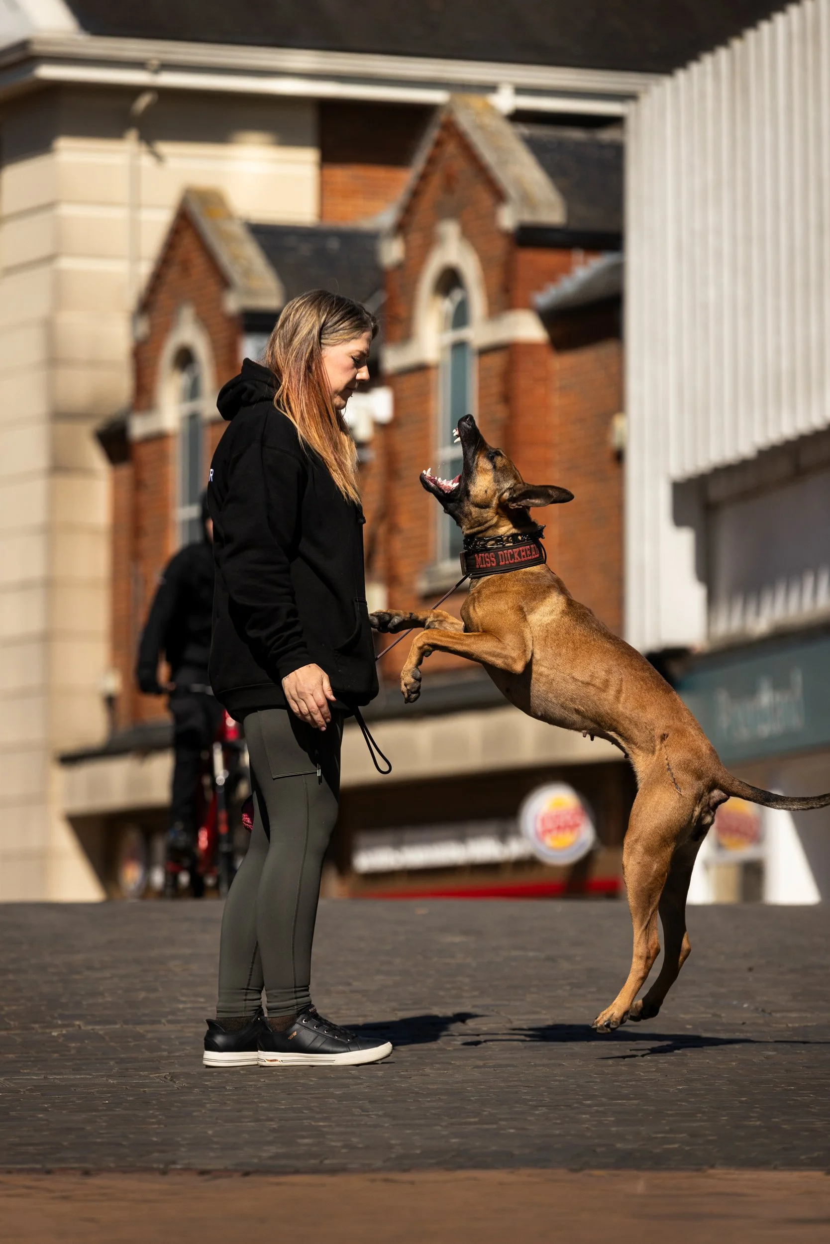 A woman engaged in a training or play session with a Belgian Malinois dog, which is jumping up towards her, outdoors in front of a brick building with arched windows.