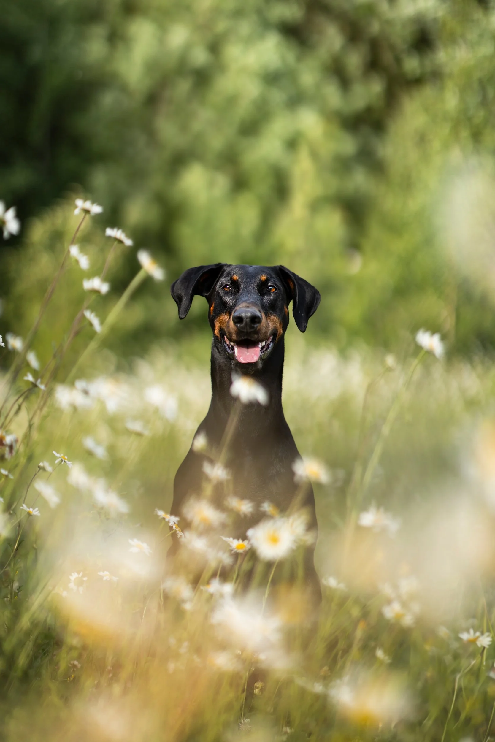 A happy black and tan dog sitting in a field of small white daisies with a blurred green wooded background.