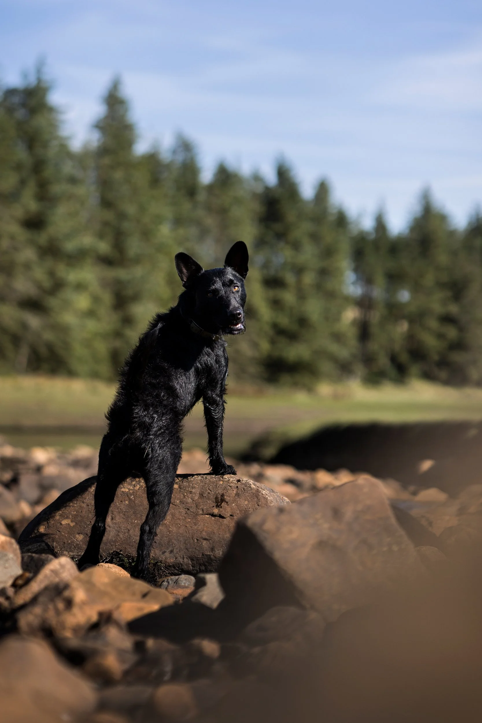 Black dog standing on rocks by a body of water with a forested background and blue sky.