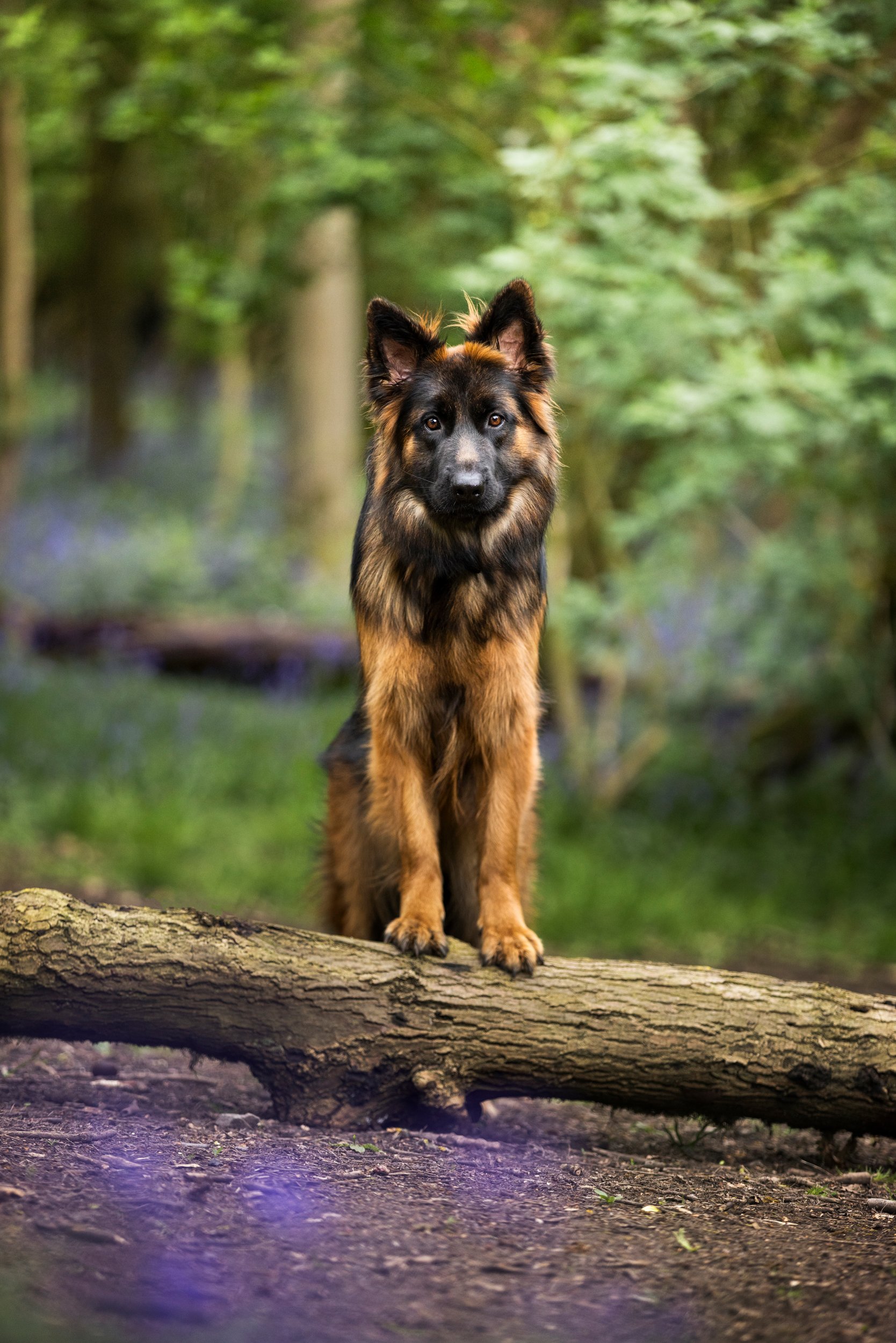A dog with a black and brown coat standing on a fallen tree trunk in a forest with green trees in the background.