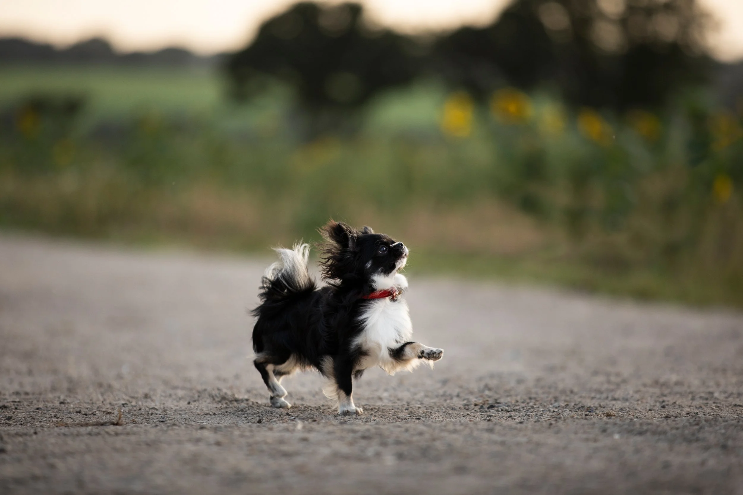 Small black and white dog running on a dirt road with trees and bushes in the background during sunset
