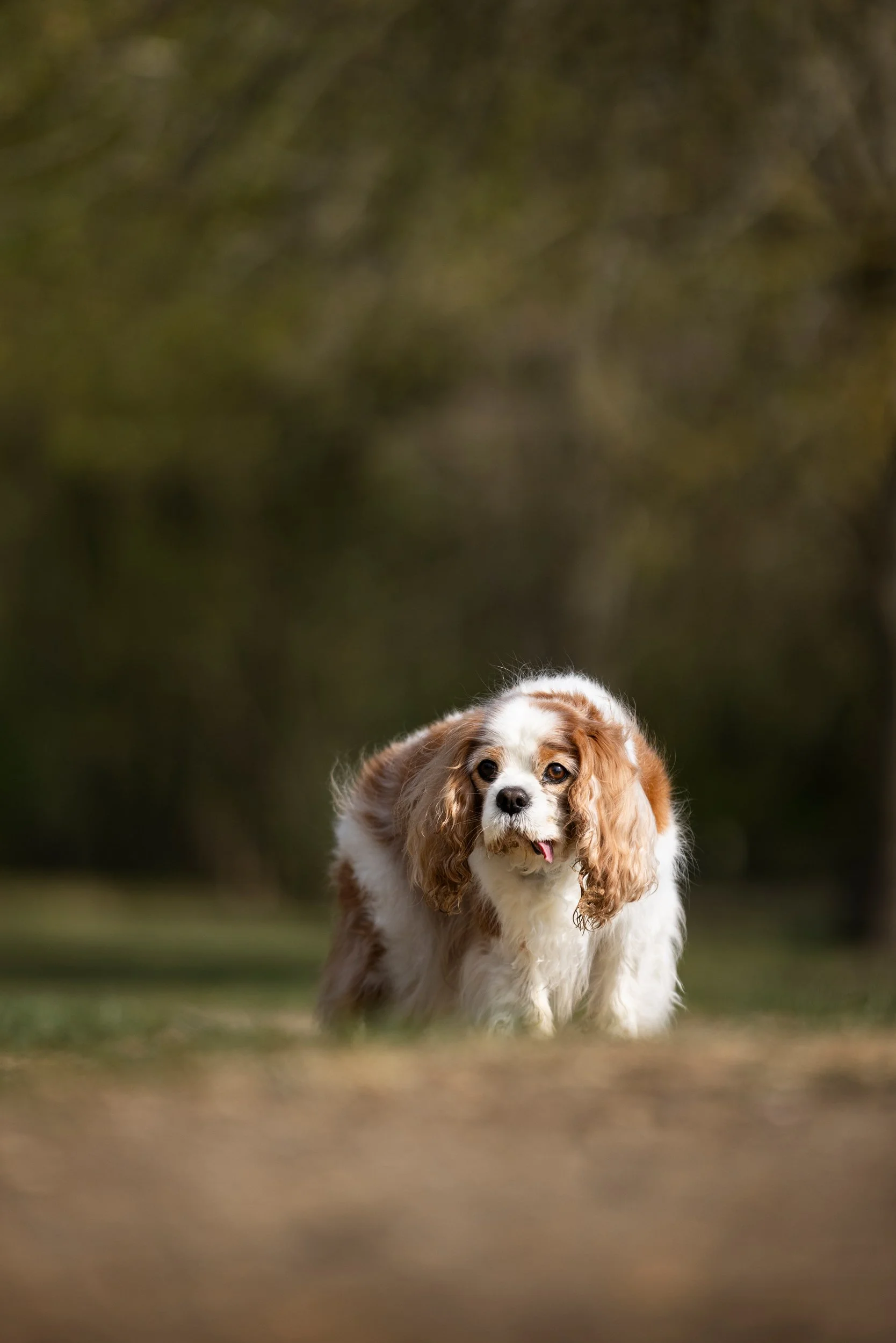 A Cavalier King Charles Spaniel dog standing outdoors on grass with a blurred green forest background.