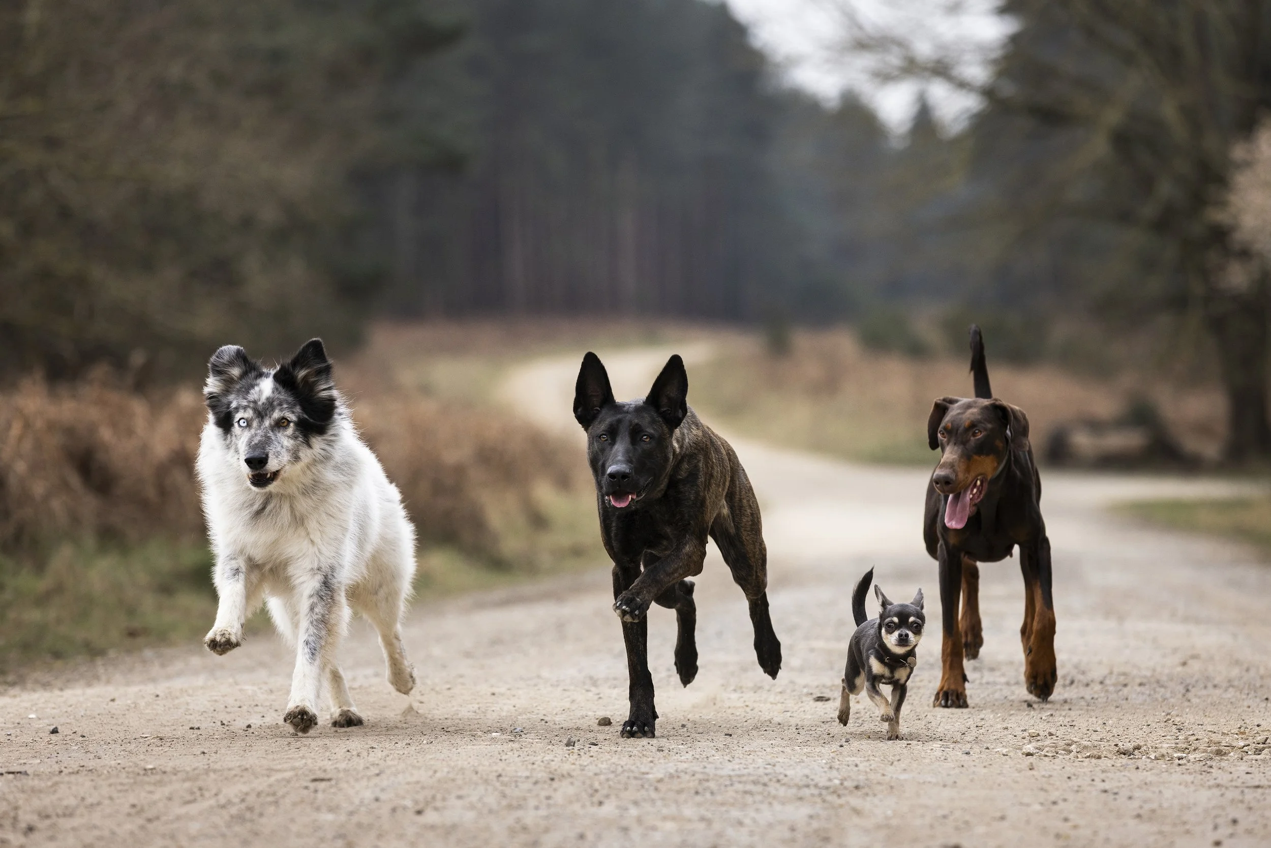 Four dogs running on a dirt trail in a wooded area.
