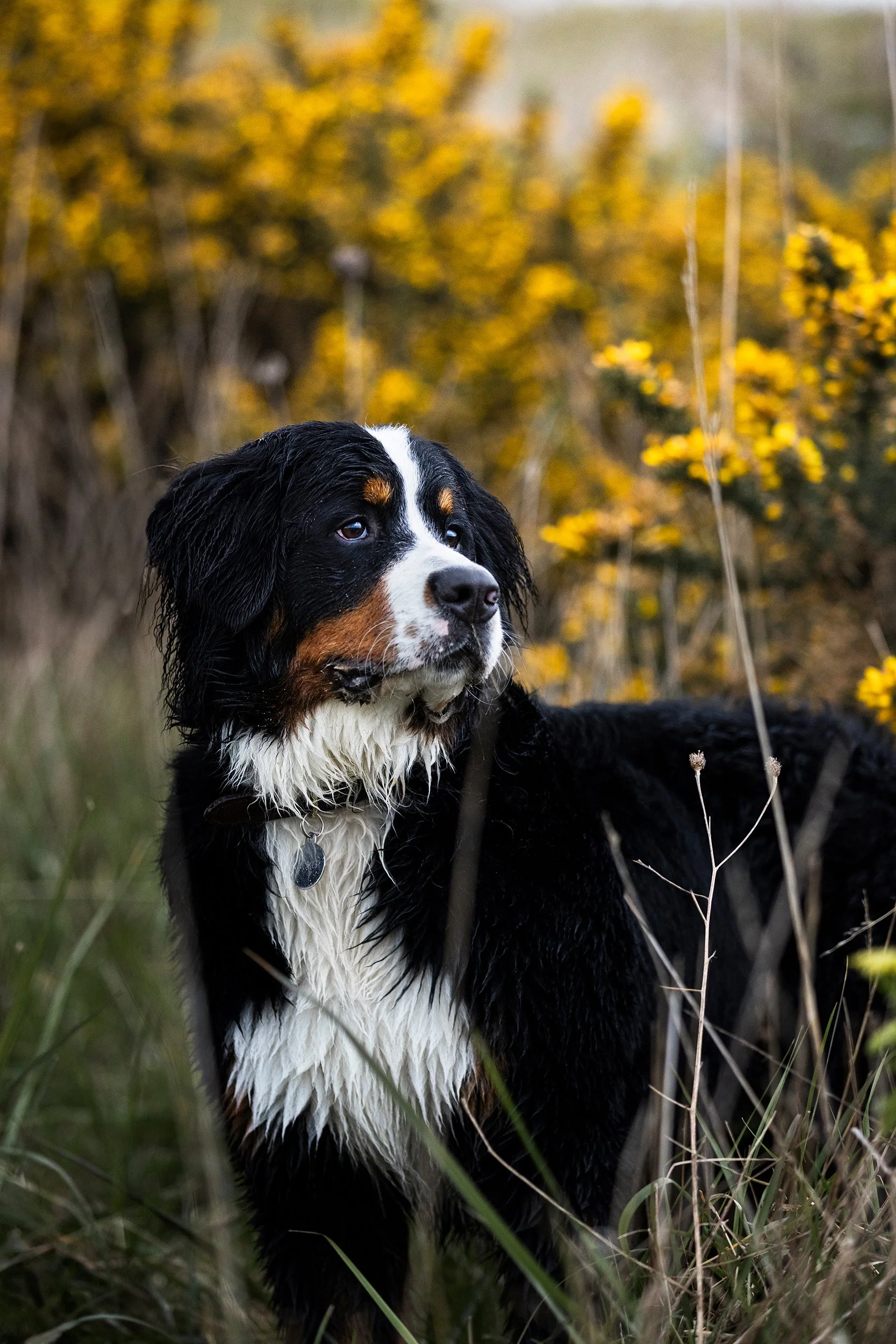 A Bernese mountain dog standing outdoors among tall grass and yellow flowering plants, with a blurred background of yellow flowers and greenery.
