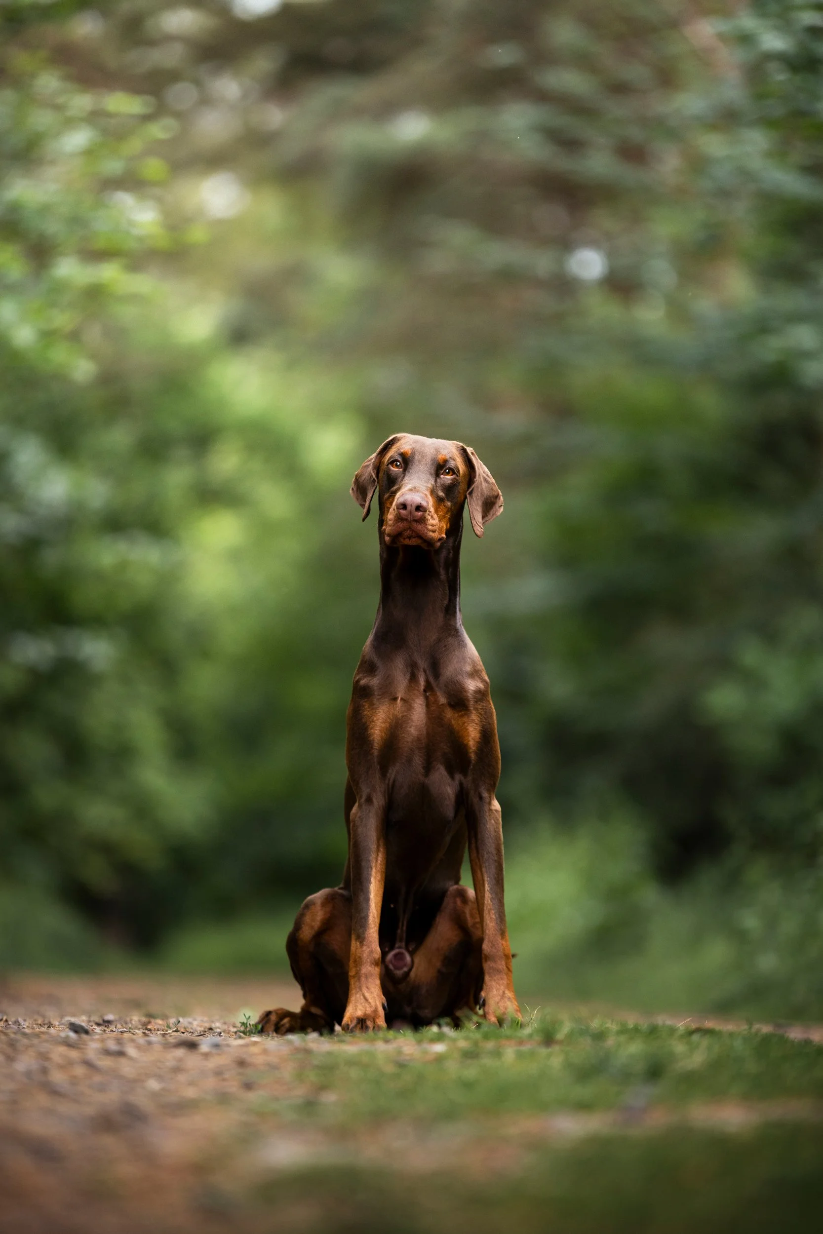 A brown and tan Doberman dog sitting on a dirt and grass path in a wooded area with blurred green foliage background.