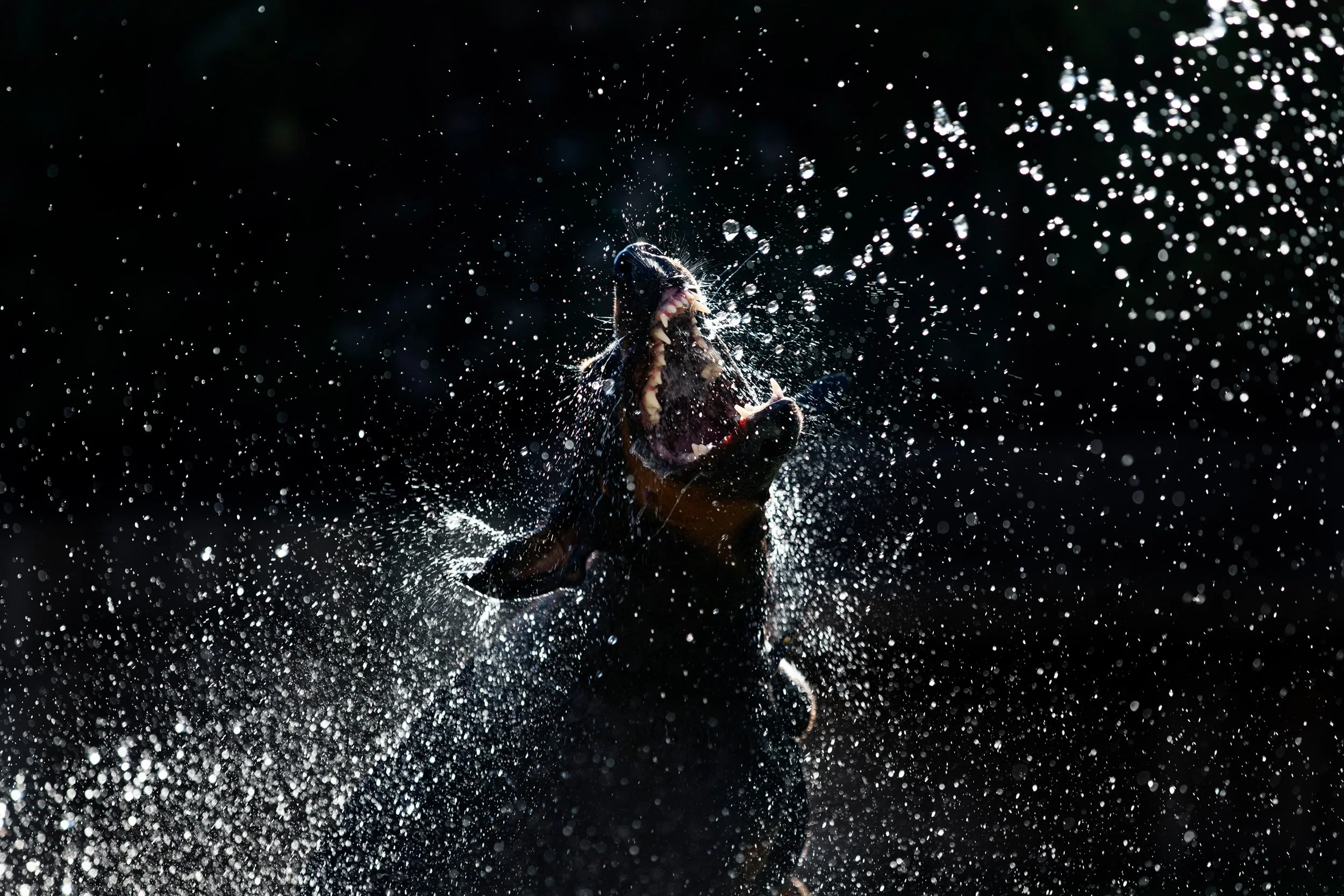 A dog shaking off water with water droplets flying in all directions against a dark background.
