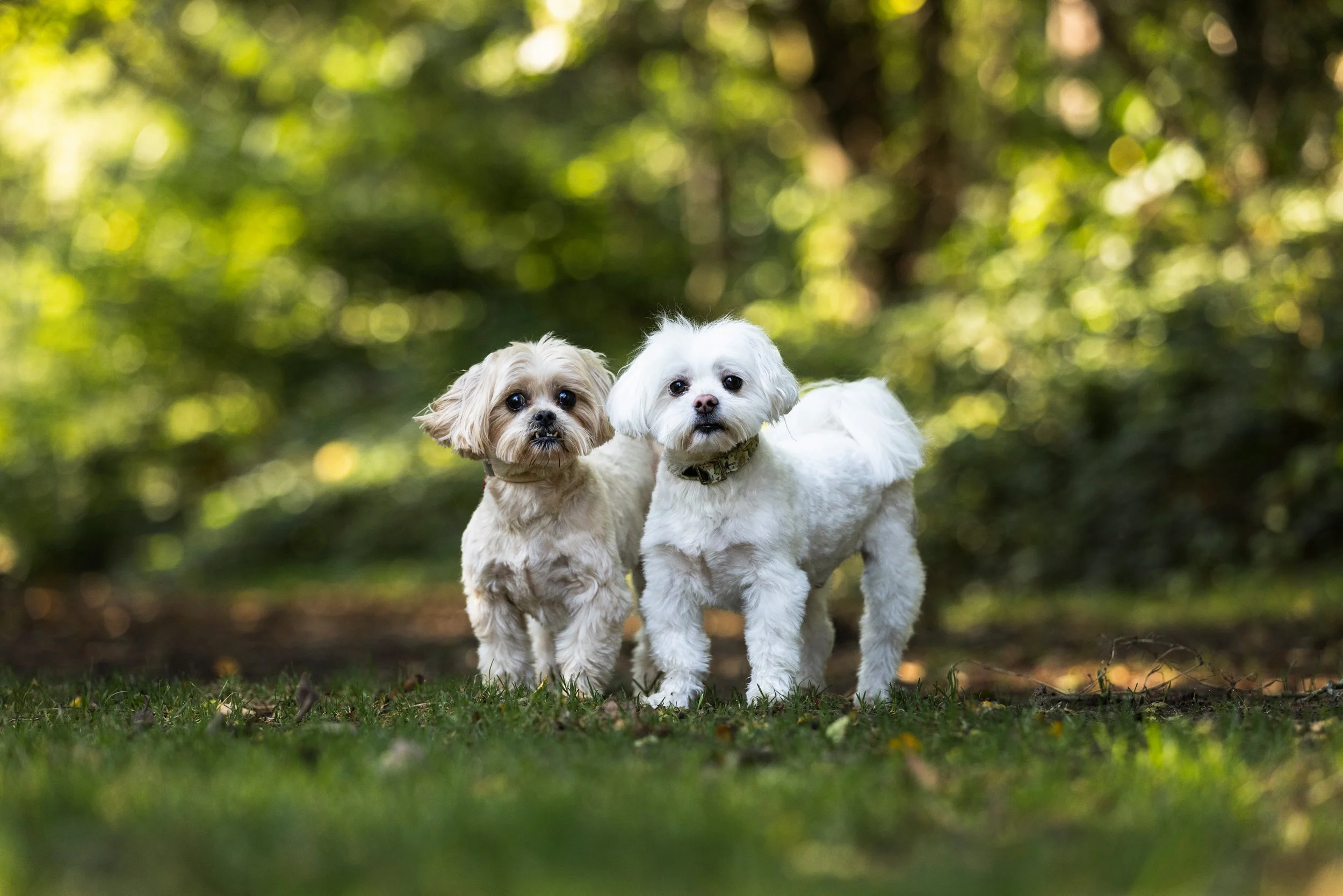 Two small dogs on a grassy area in a wooded outdoor setting with sunlight filtering through the trees.
