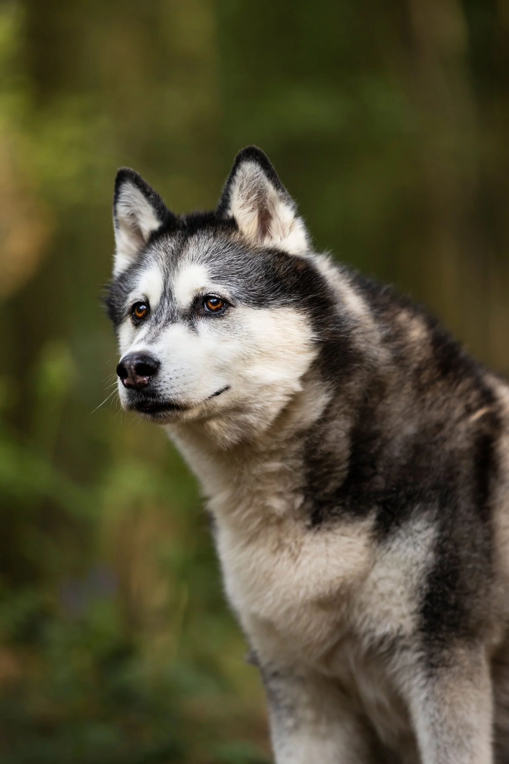 Close-up of a Siberian Husky dog with black and white fur, pointed ears, and amber eyes, outdoors with blurred green and brown background.