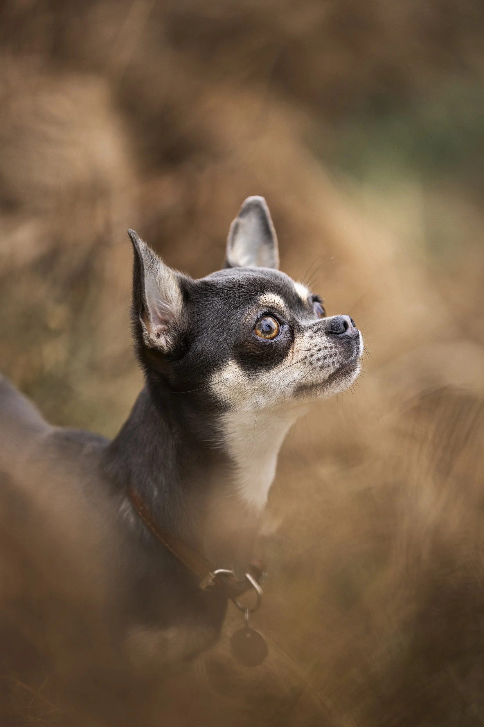 Close-up of a small dog, likely a Chihuahua, looking upwards with a focused expression, surrounded by blurred brownish grass or foliage.