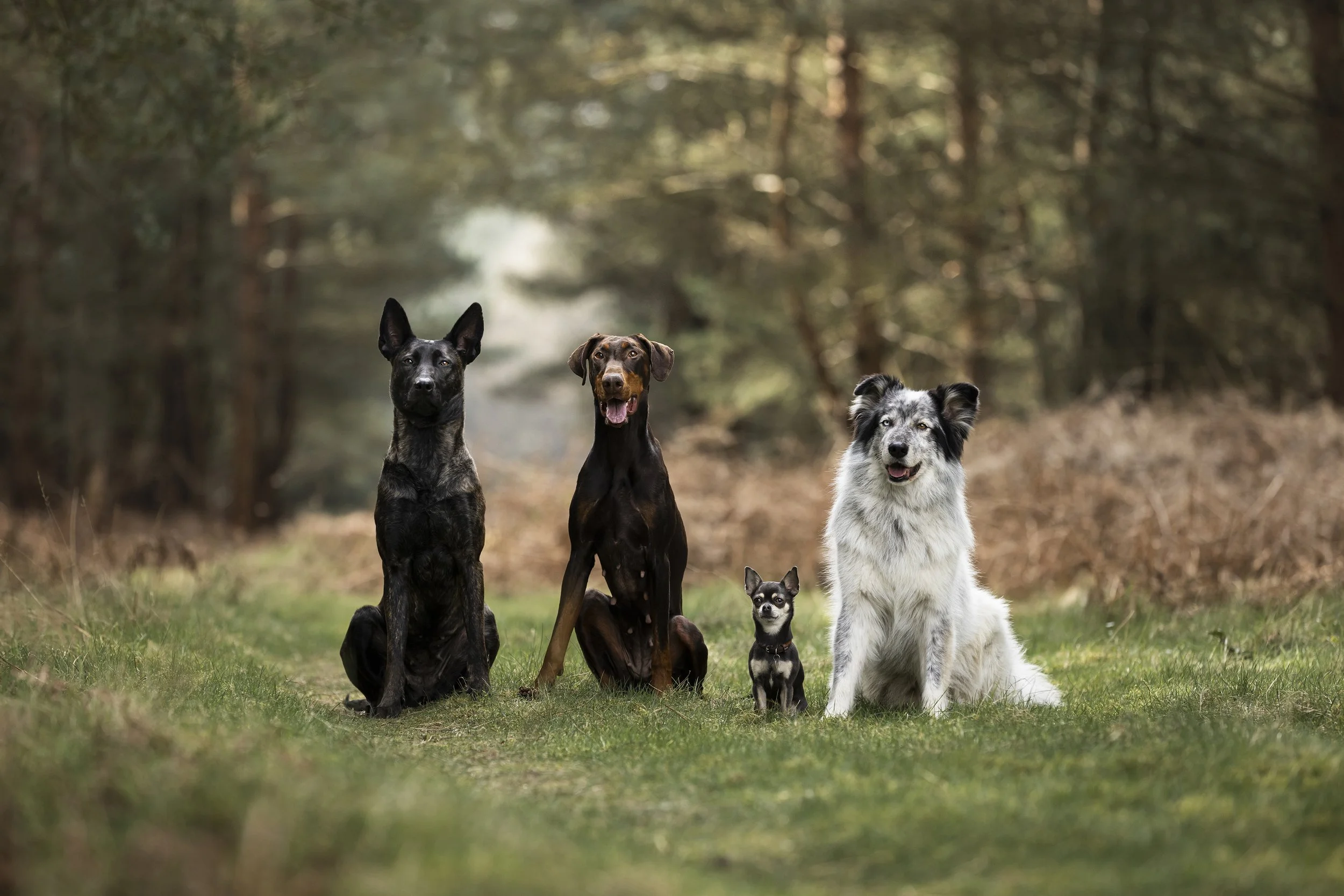 Four dogs of different breeds sitting on a grassy trail in a forested area with trees and foliage in the background.