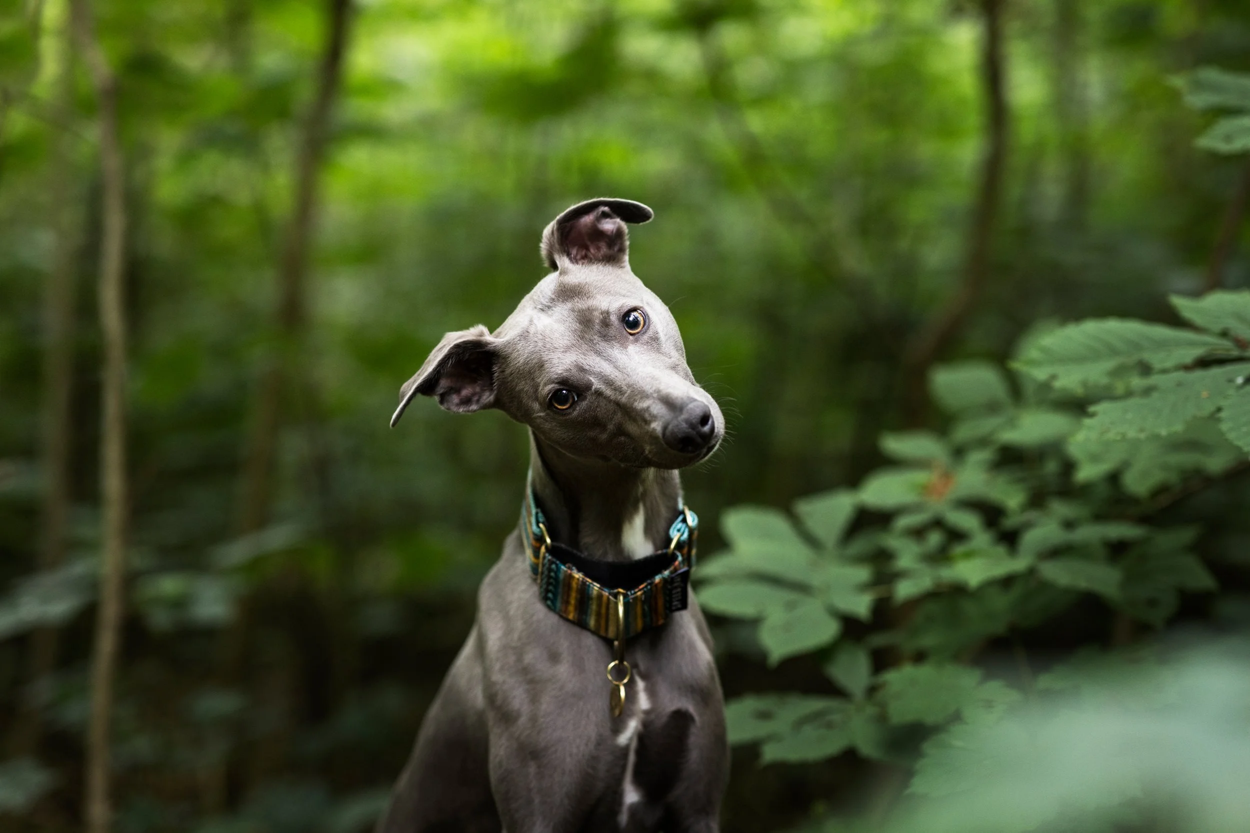 A gray Italian Greyhound dog with a colorful collar is sitting outdoors in a green forest, looking at the camera with its head tilted.