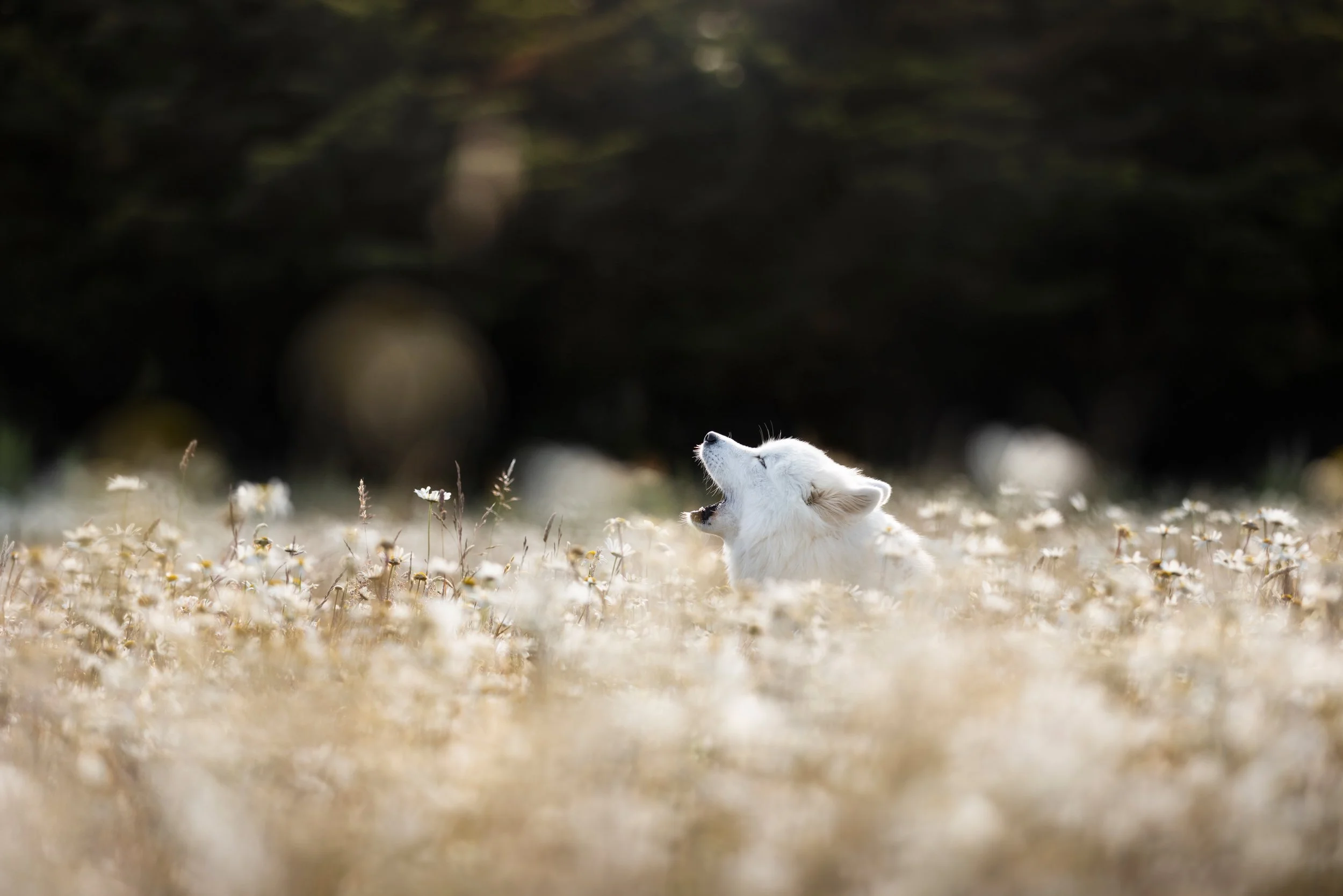 A white dog with its head tilted back and mouth open, standing in a field of white flowers with a dark background.
