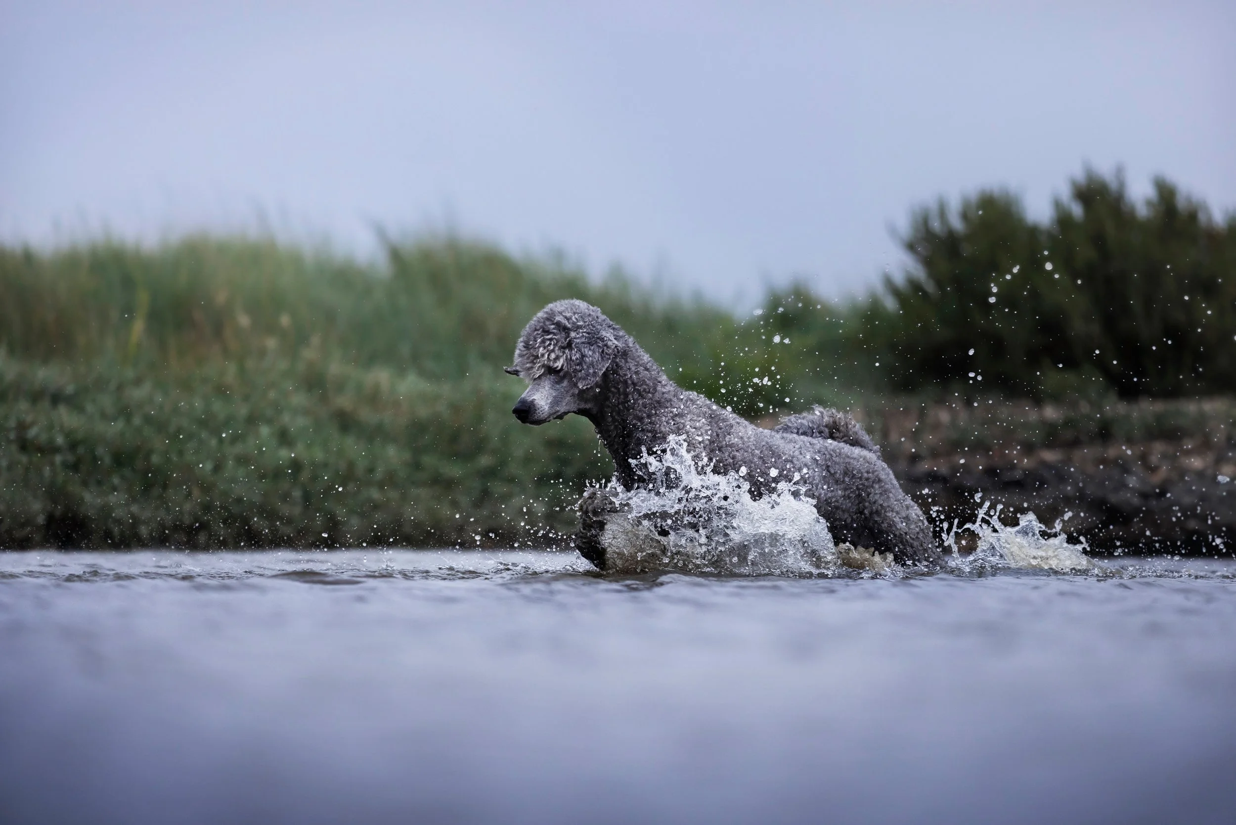 A gray poodle running through a shallow body of water with green vegetation and a cloudy sky in the background.