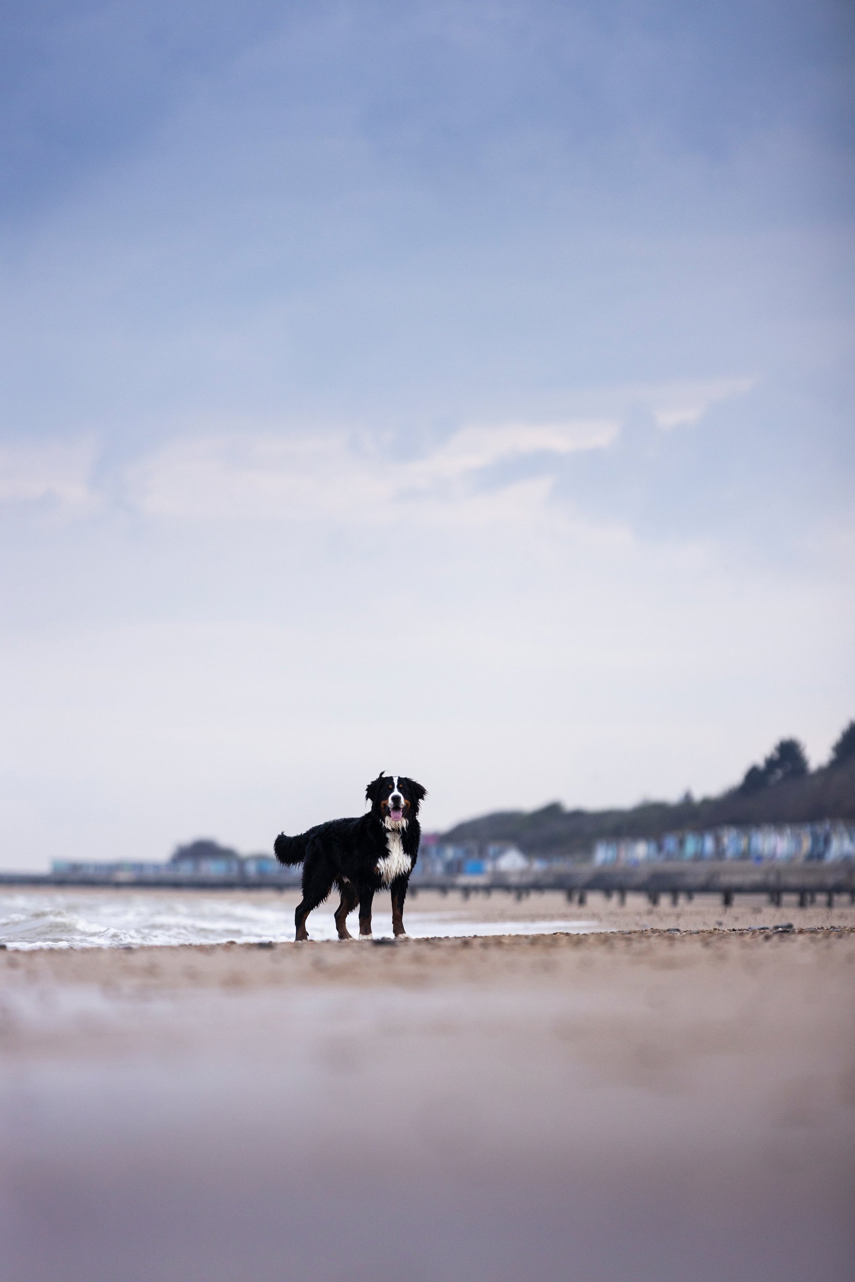 A Bernese Mountain Dog standing on a sandy beach near the shoreline with houses and a hill in the background under a cloudy sky.
