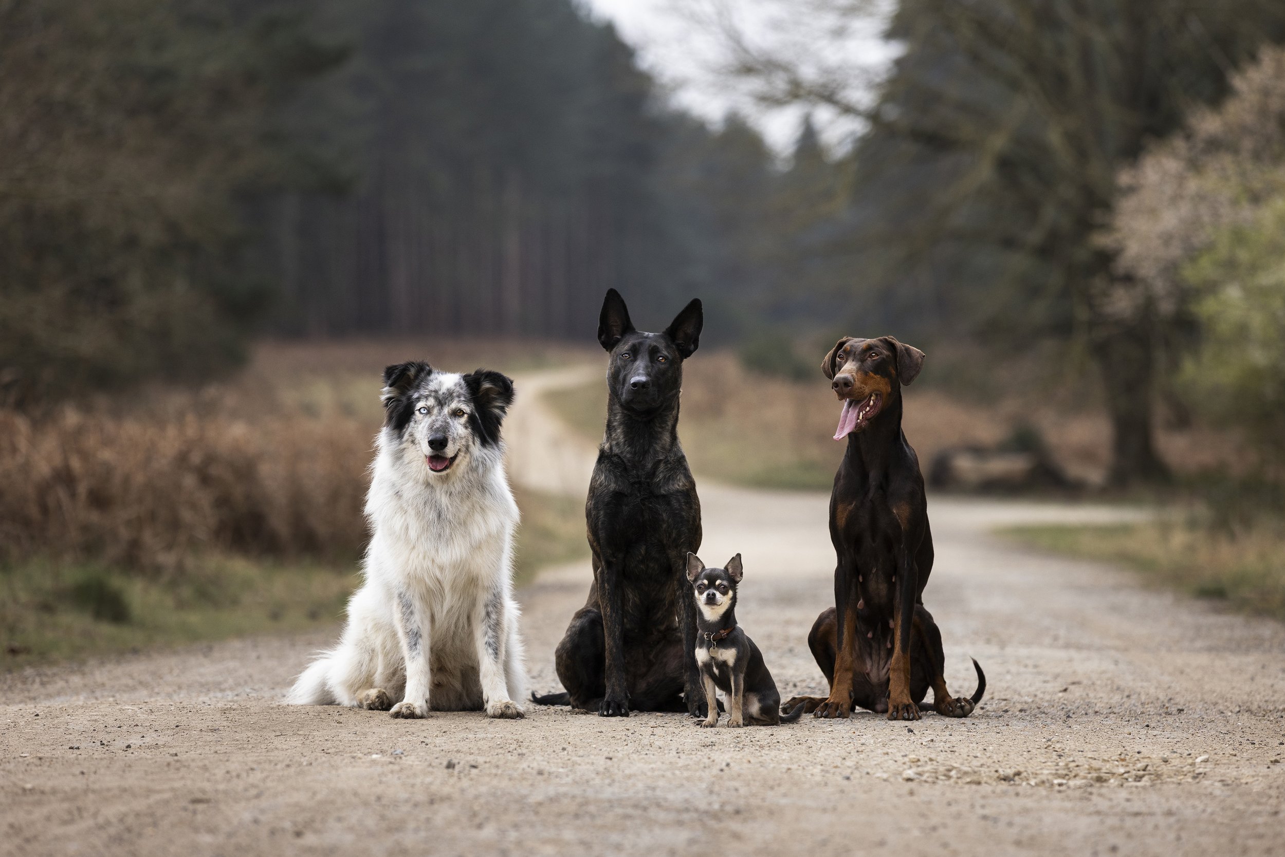 Four dogs sitting on a dirt path in a forested area, with trees and a cloudy sky in the background.