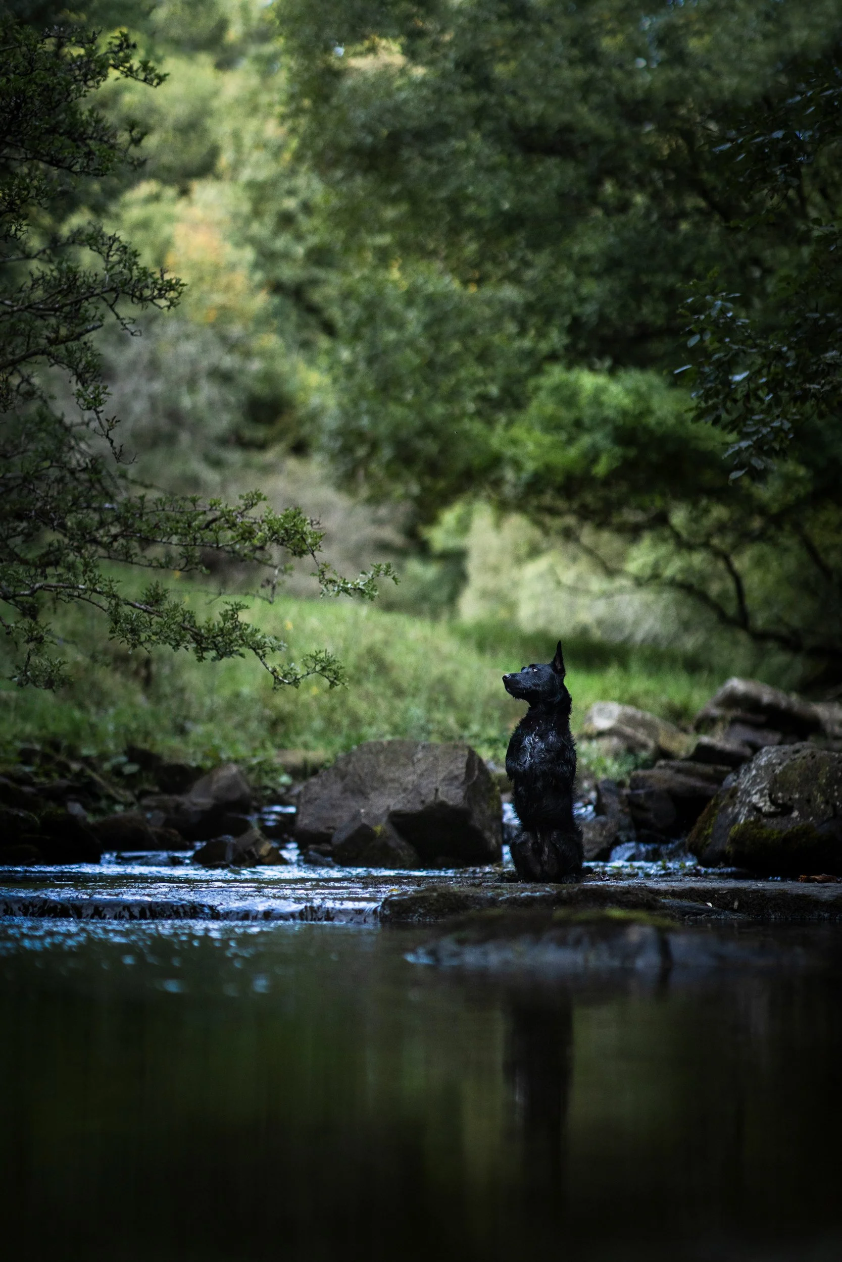 A black dog standing in a creek surrounded by trees and rocks in a lush green forest.