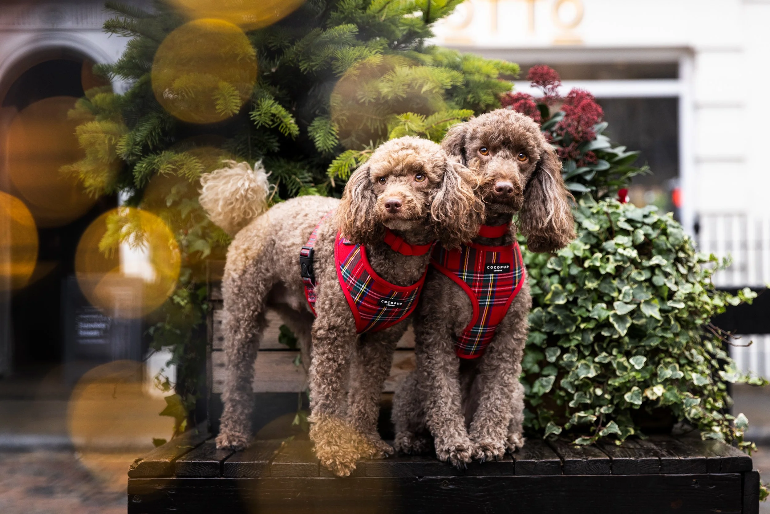 Two poodles wearing red plaid harnesses standing on a black wooden platform in front of green and red holiday plants, with holiday ornaments and a blurred garage or house in the background.