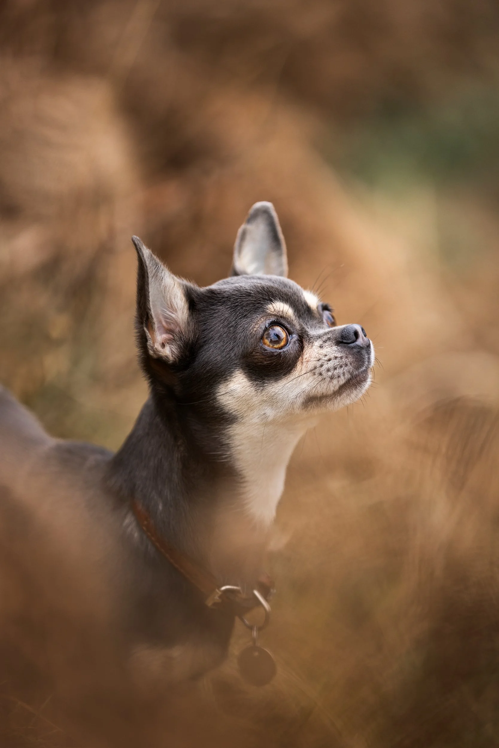 Close-up of a small dog, Chihuahua, with large ears and brown eyes, looking attentively upward, with a blurred natural background.