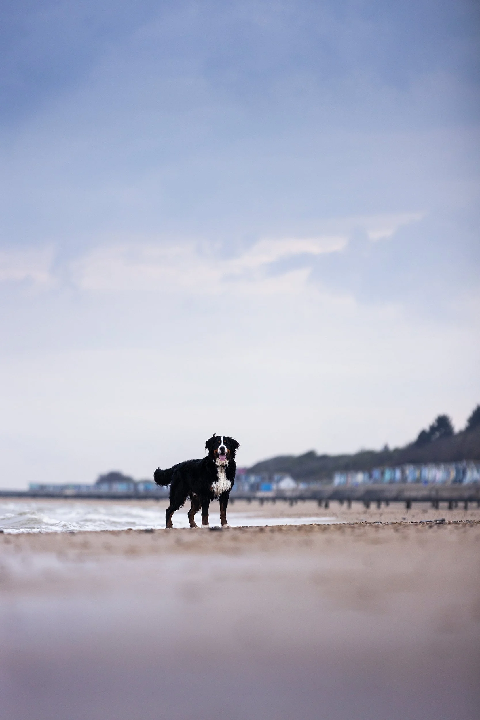 Dog standing on the wet sand at the beach with the ocean and a cloudy sky in the background.