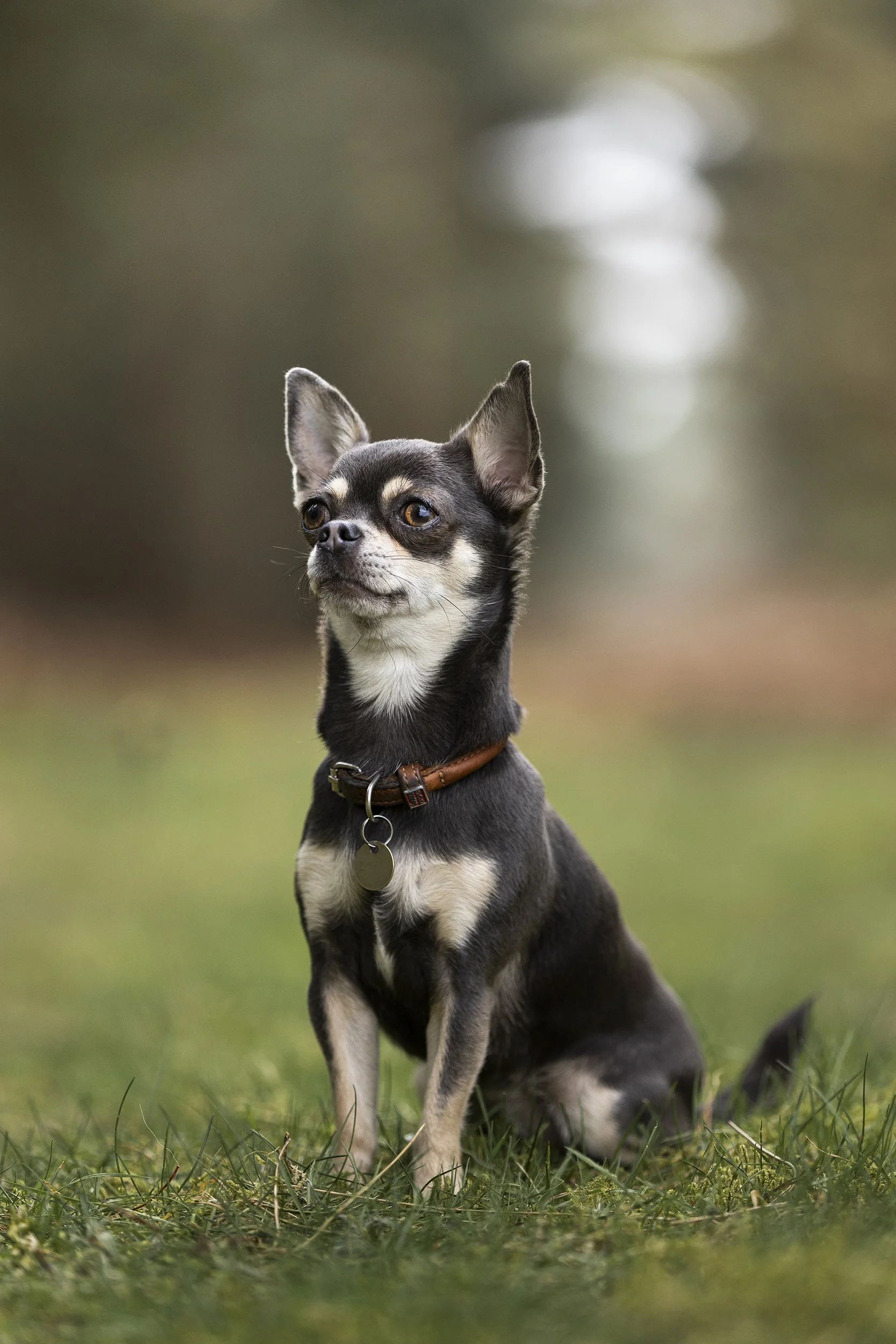A small dog with black and tan fur sitting on grass; it has large ears and is wearing a brown collar.