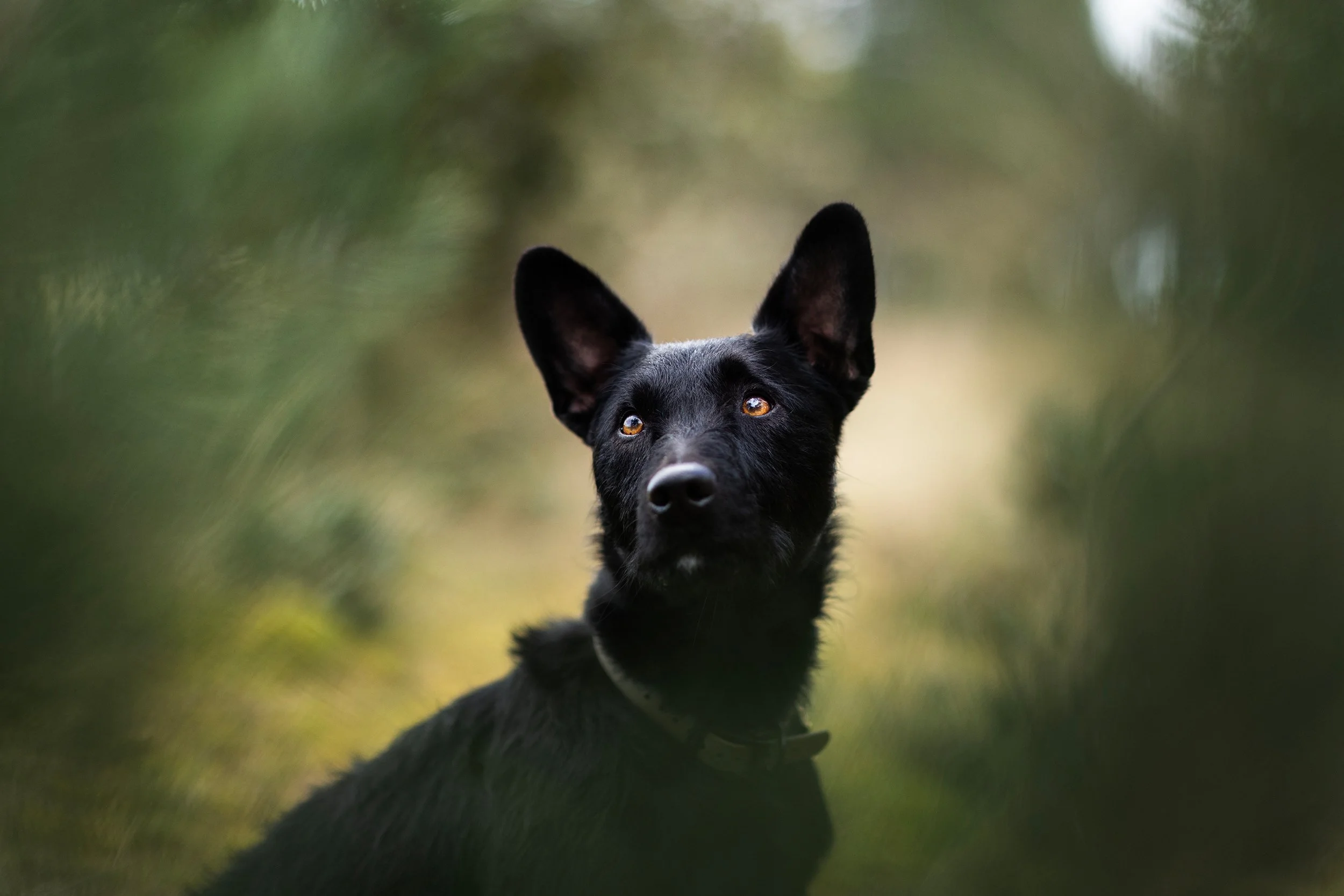 Black dog with large ears looking to the side in a natural outdoor setting