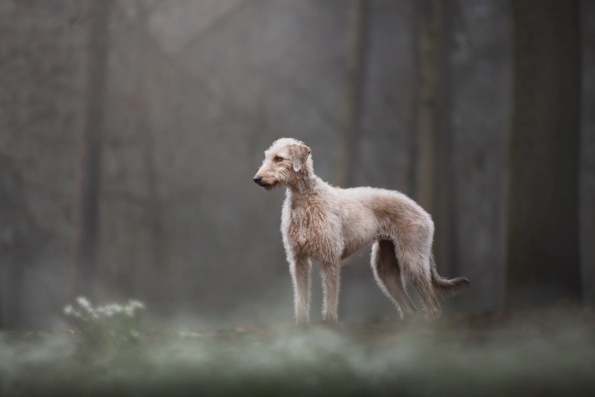 089A3661 copynocollar copy.jpg